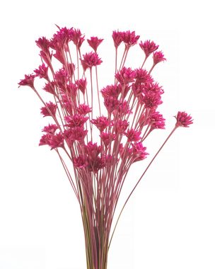 Kunstpflanze Hillflower, 50 cm