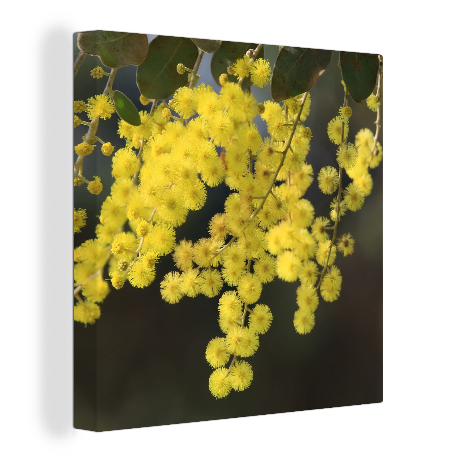 OneMillionCanvasses® Leinwandbild Mimosenpflanze mit gelben Blättern, (1 St), Leinwand Bilder für Wohnzimmer Schlafzimmer