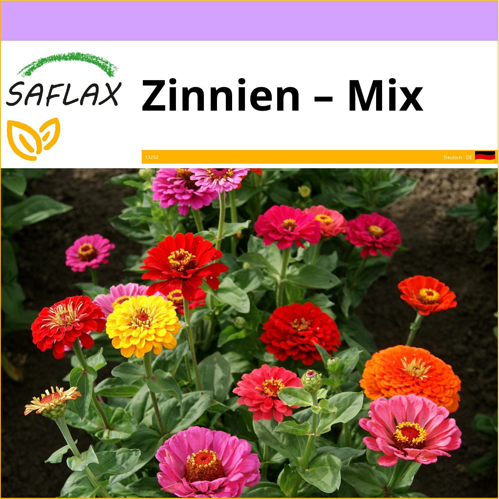 SAFLAX Blumensamen SAFLAX - Samen - Zinnien – Mix – Bild 3 von 3