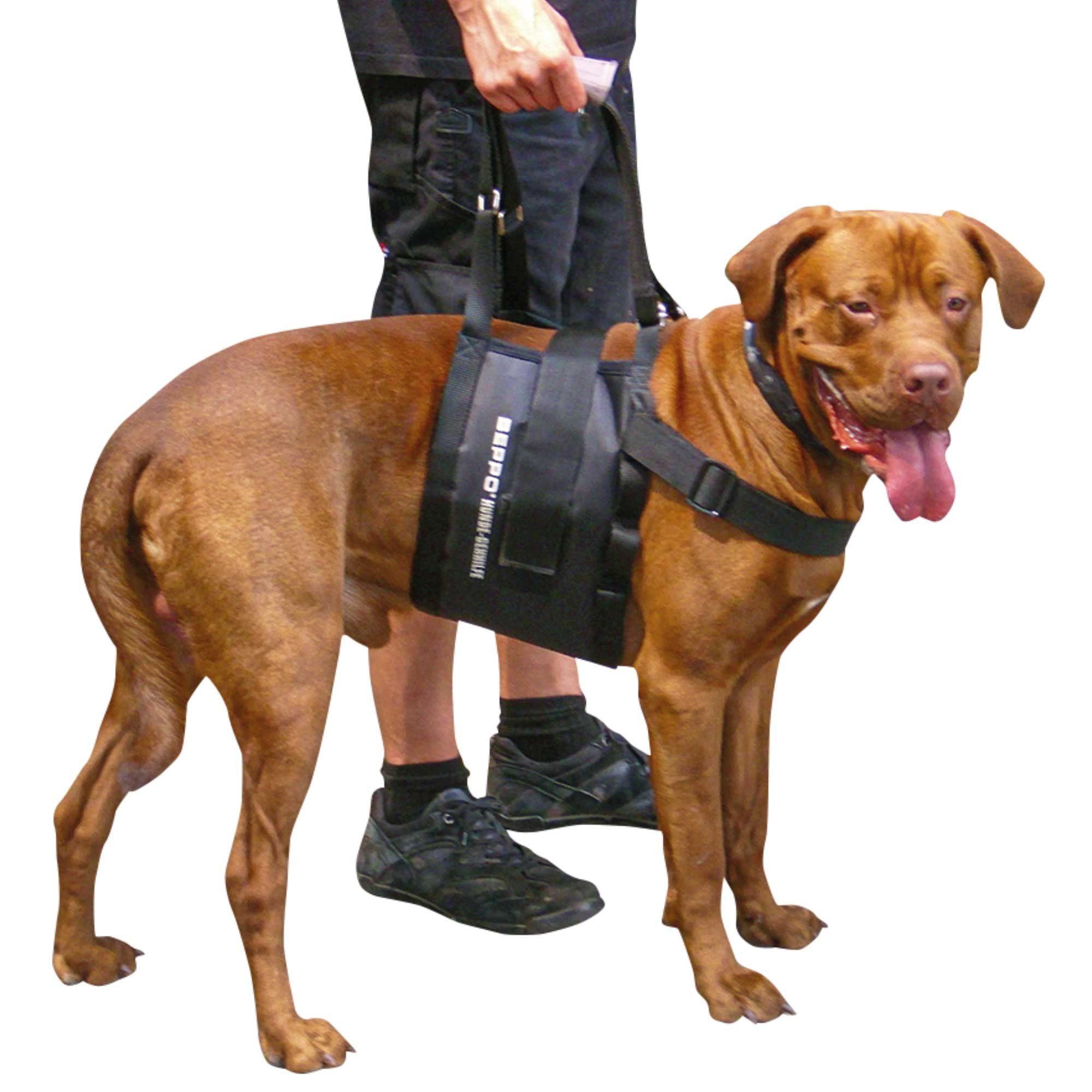 Schecker Hunde-Sicherheitsgeschirr Beppo® Hunde Gehhilfe One-Size, Neopren, Hundetrage 20x70 cm, geeignet für Hunde mit Brustumfang 55 - 125 cm, Auflagefläche am Bauch: 20 cm
