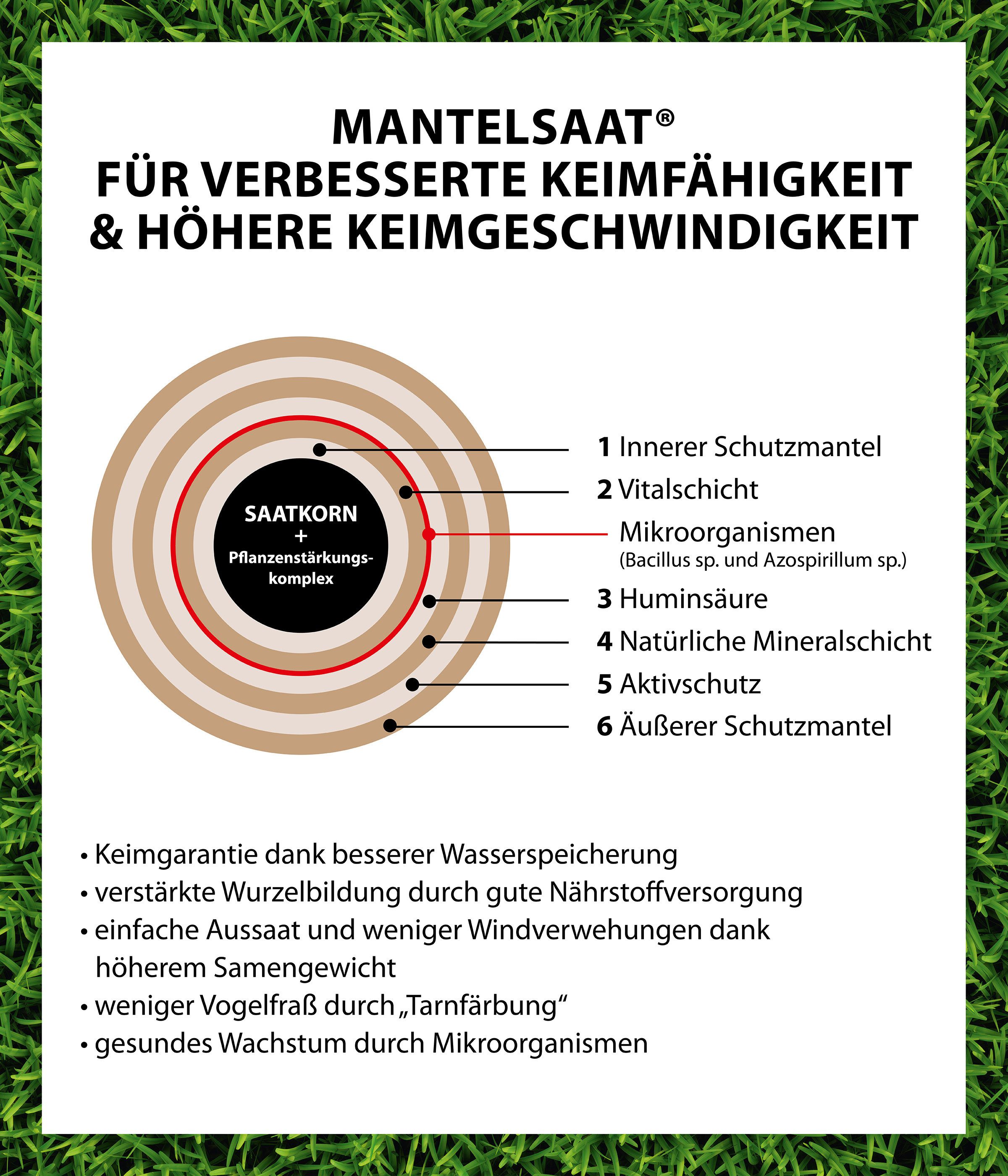 Dehner Rasensamen Rasen-Nachsaat Saatgut, schnell keimend, pflegeleicht, versch. Größen, 0,5 kg, trittfest, ideal zur Regeneration, hochwertige Mantelsaat