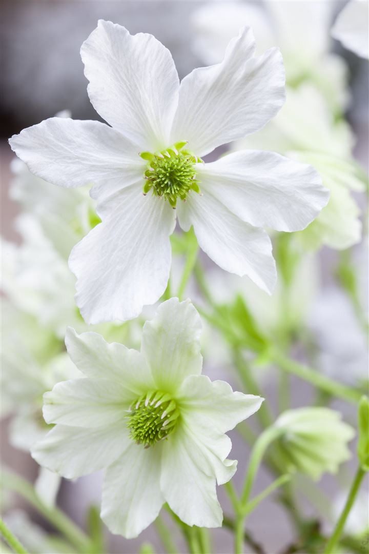 Pflanzen für Dich Kletterpflanze Clematis Hybride Early Sensation, 1 St., Clematis, Waldrebe, immergrün, frühblühend