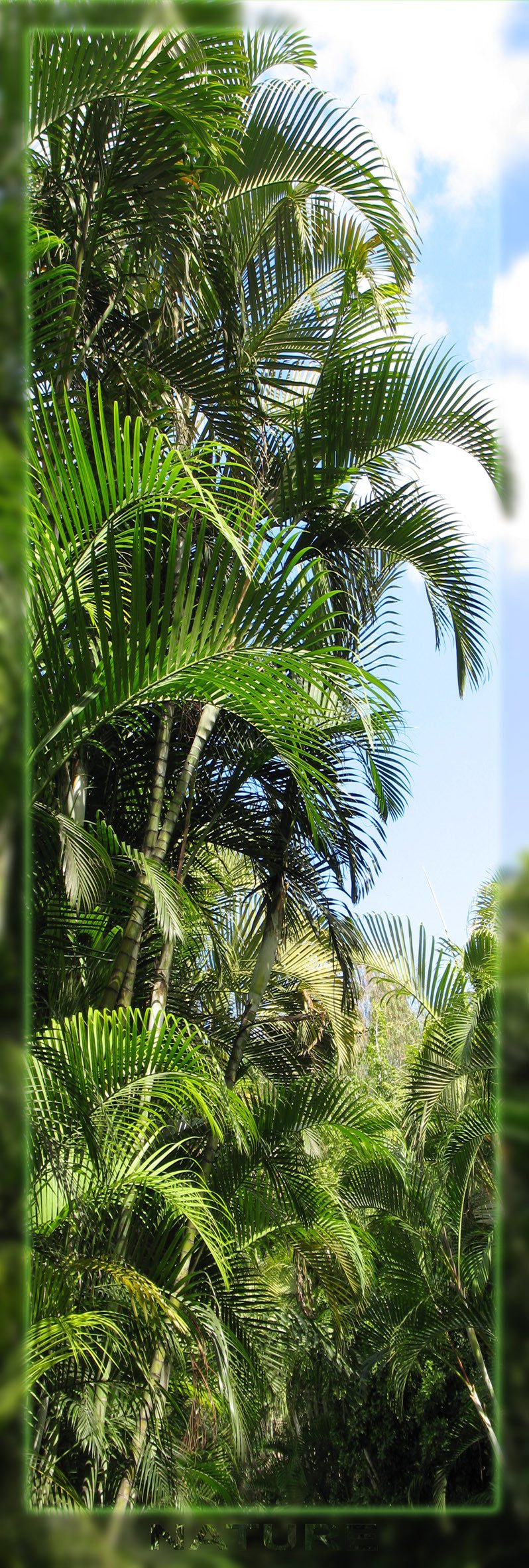 Papermoon Poster Panorama-Poster Nr.337 Palmen Loropark, 53 X 158 CM, (Palmen Grün Natur Loro Park), genormte Postergröße für Rahmen, Bild Dekoration Wanddeko Motiv Tapete