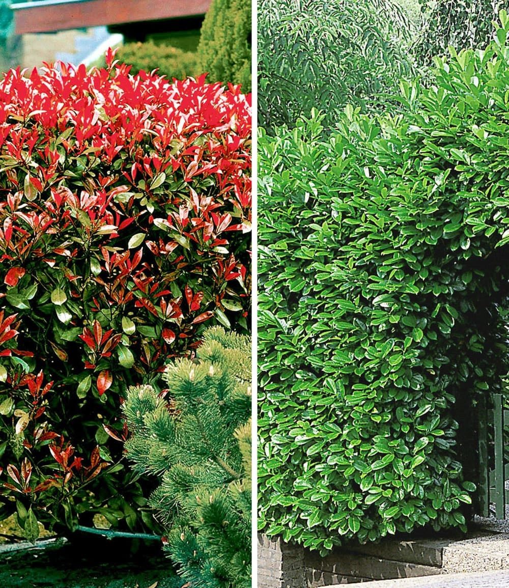 BALDUR Garten Hecken Immergrüne Hecken-Kollektion, 2 St., Kirschlorbeer-hecke, immergrün, winterhart, mehrjährig