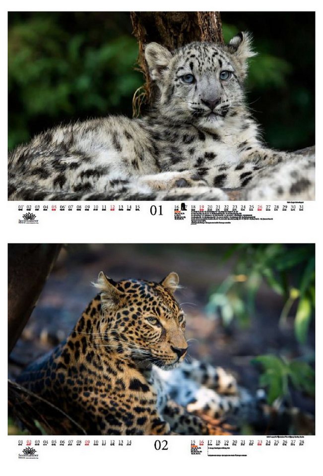 Thumbnail - Seelenzauber Wandkalender Leopardenzauber DIN A3 Kalender für 2025 Leopard Raubkatze