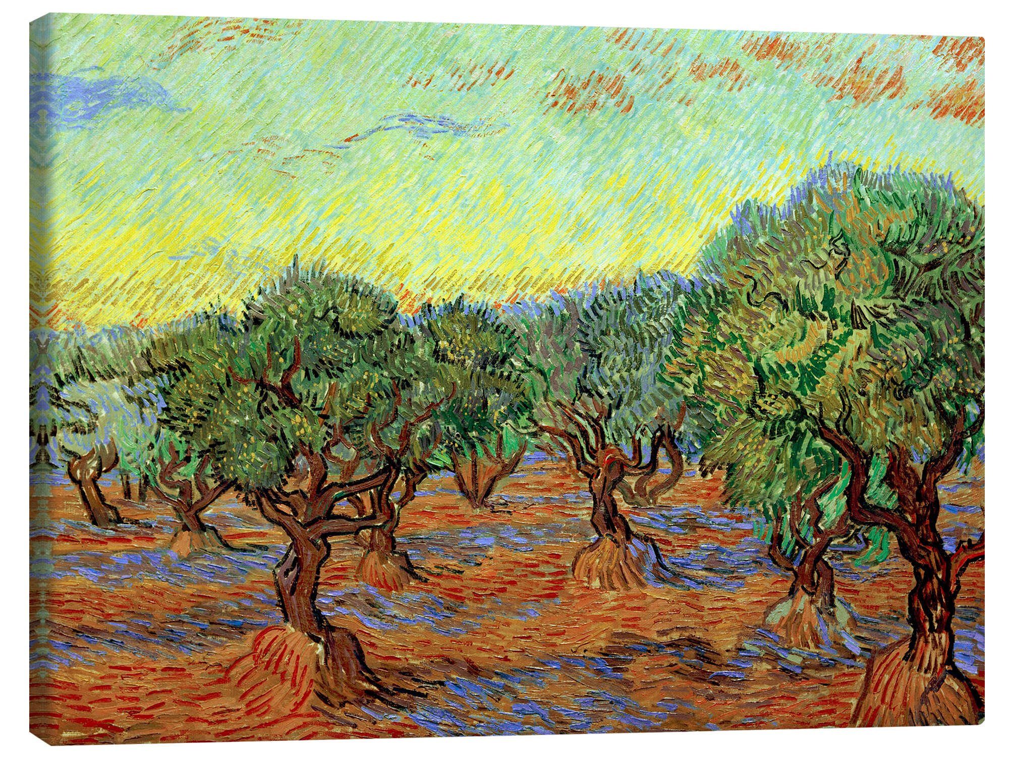 Posterlounge Leinwandbild Vincent van Gogh, Olivenhain II, Wohnzimmer Mediterran Malerei