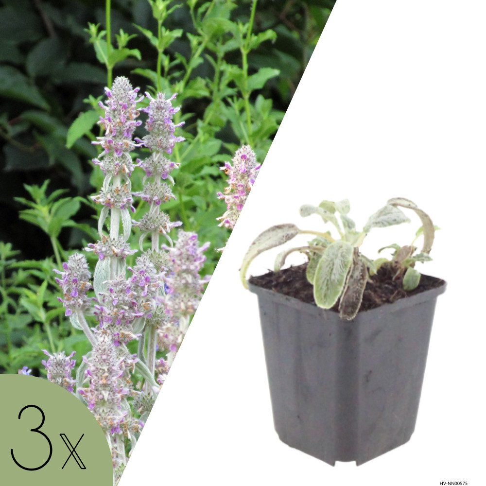 NatureNest Staude Wollziest Silver Carpet, Set 3 Pflanzen, Stachys byzantina Silver