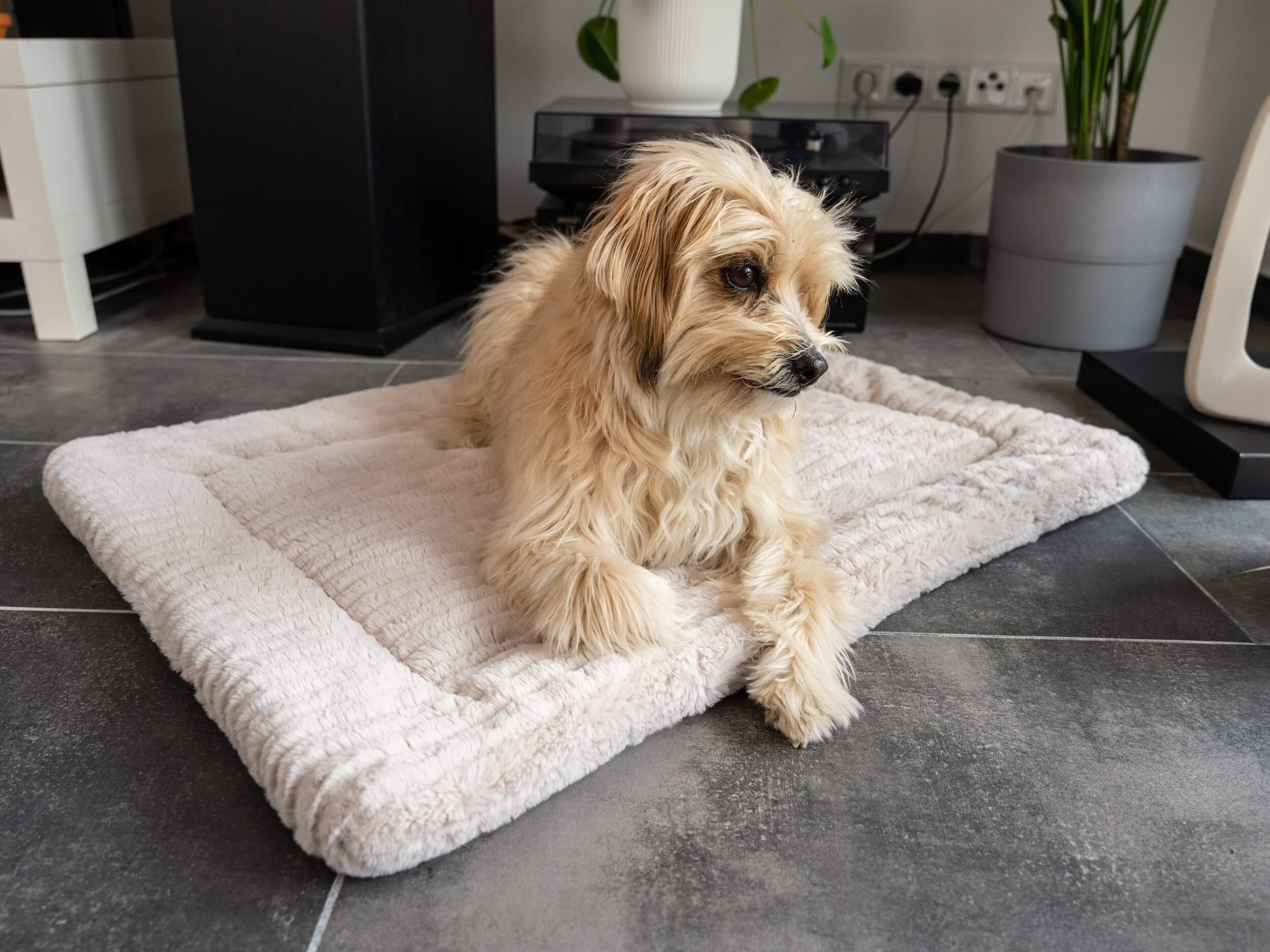 TrendPet Tierdecke Harmony creme, gefütterte Hundedecke, günstig online kaufen