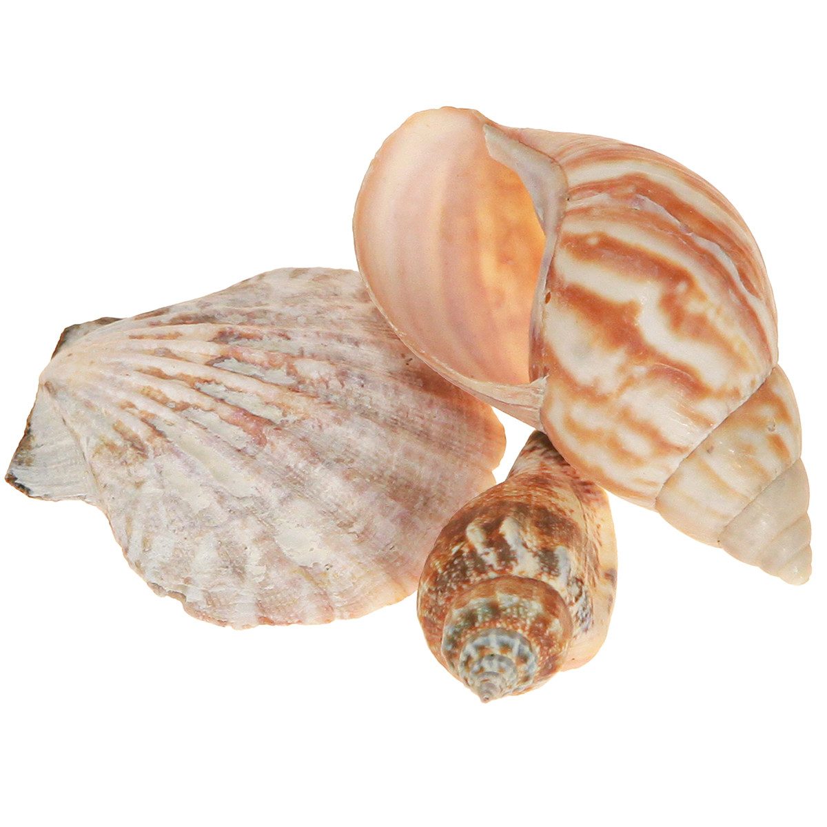 Kaemingk Bastelnaturmaterial Muschel Deko Natur 350g 3er Set Maritim Sommerdeko
