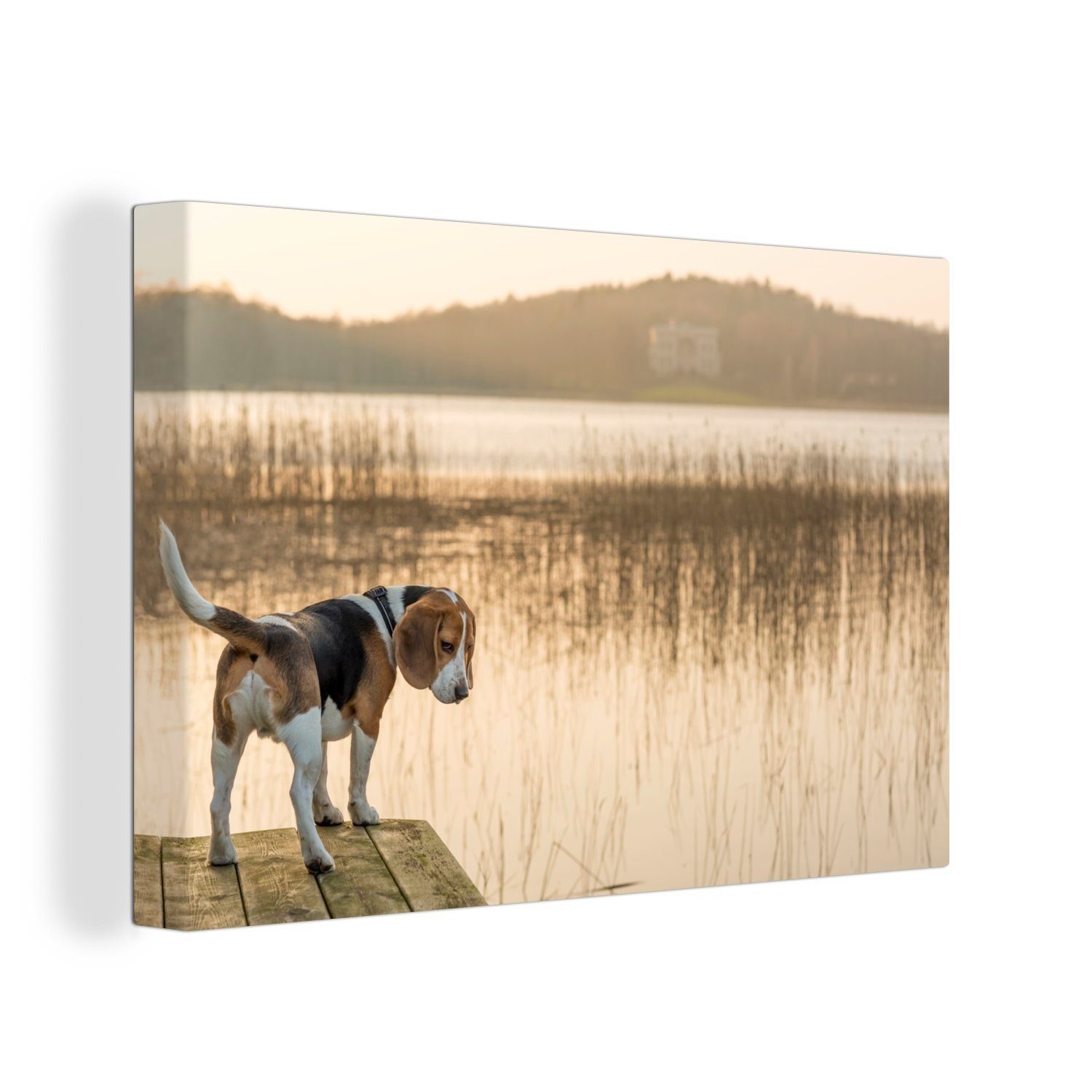 OneMillionCanvasses® Leinwandbild Beagle an einem See, (1 St), Wandbild Leinwandbilder, Aufhängefertig, Wanddeko, 30x20 cm