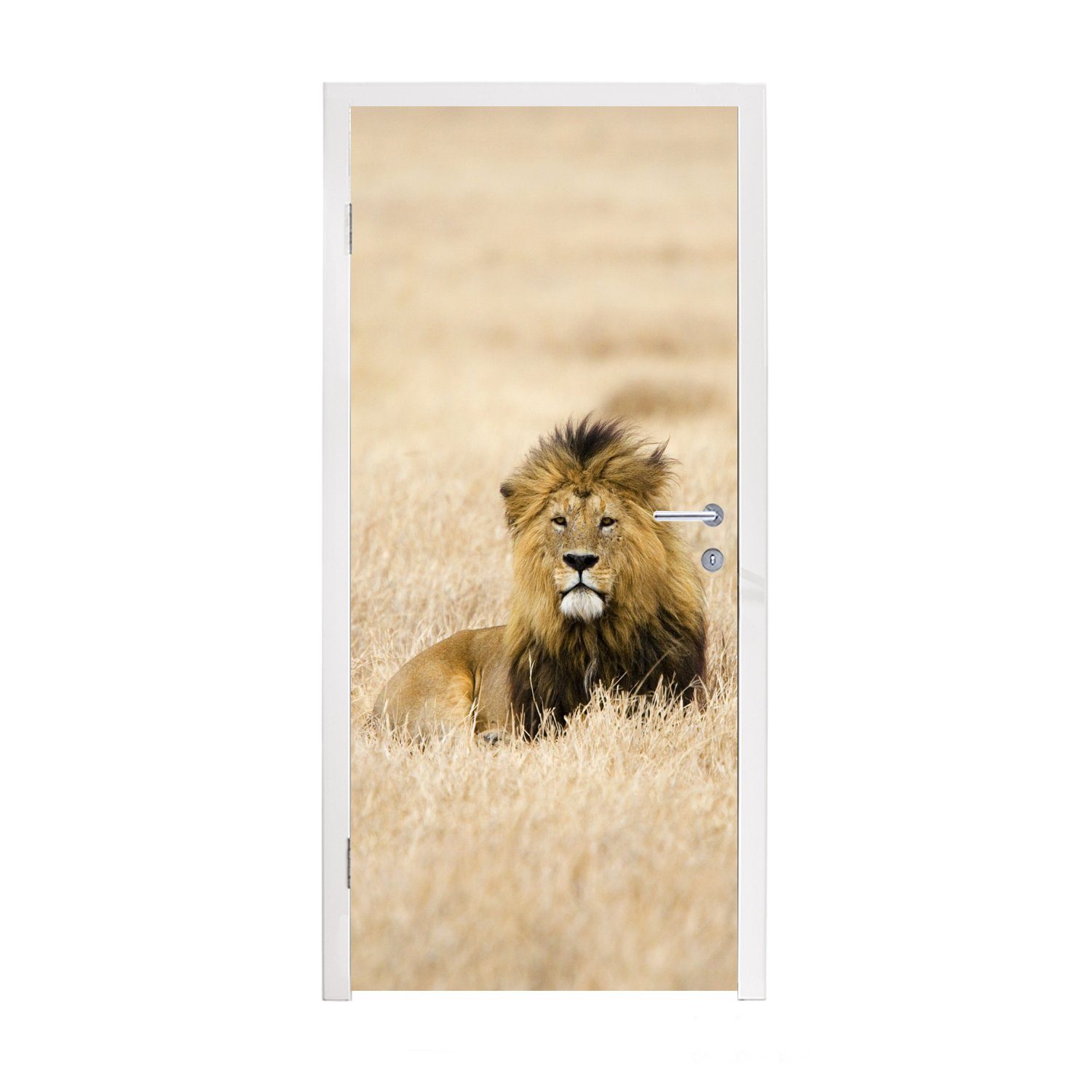 Matt, Tür, hohen für in MuchoWow Ein Löwe im Türaufkleber, Fototapete Gras Serengeti-Nationalparks des cm 75x205 (1 Tansania, St), Türtapete bedruckt,