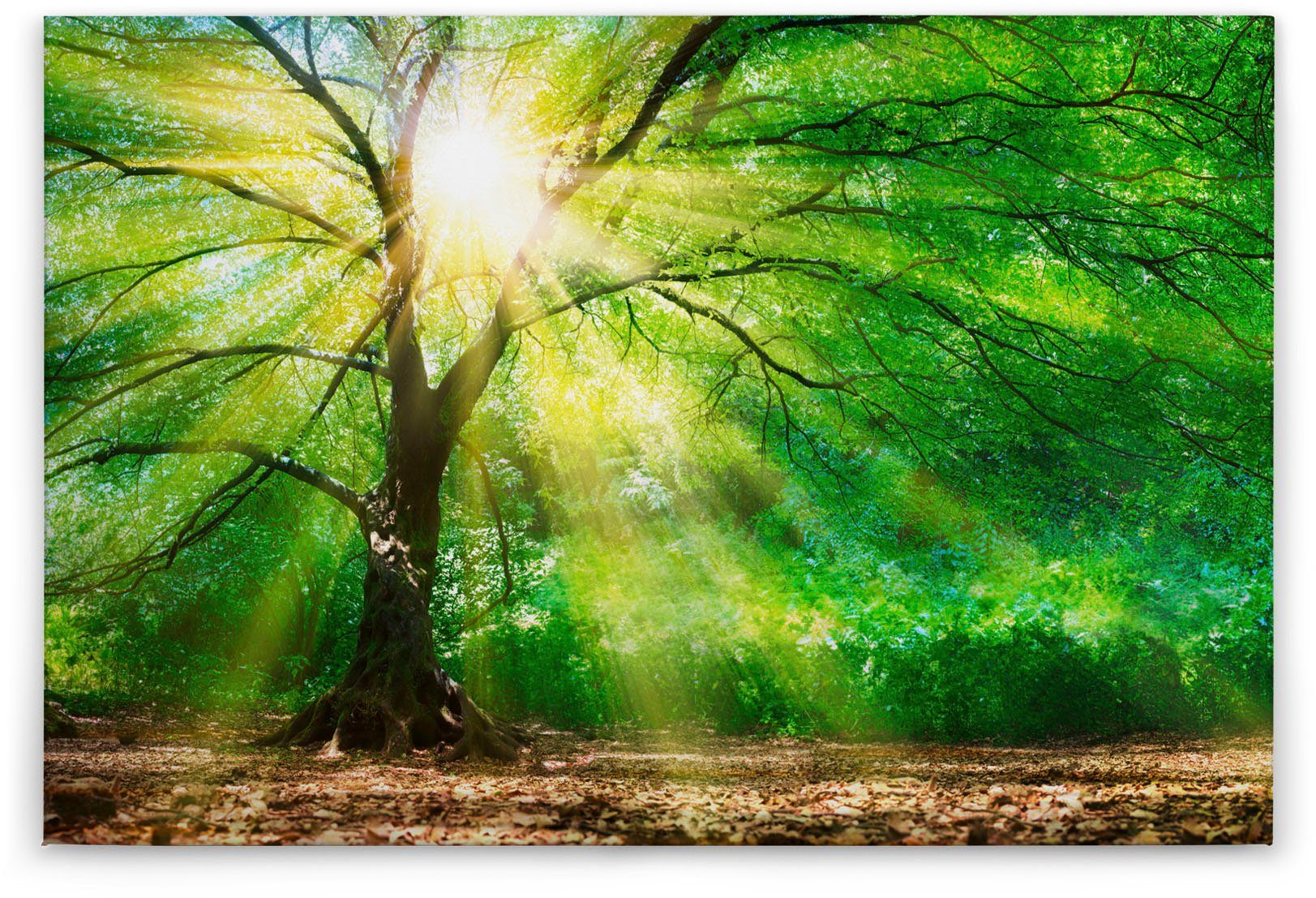 Forest A.S. Création St), (1 Light, Baumkrone Sonnenlicht Natur Leinwandbild Keilrahmen Wald