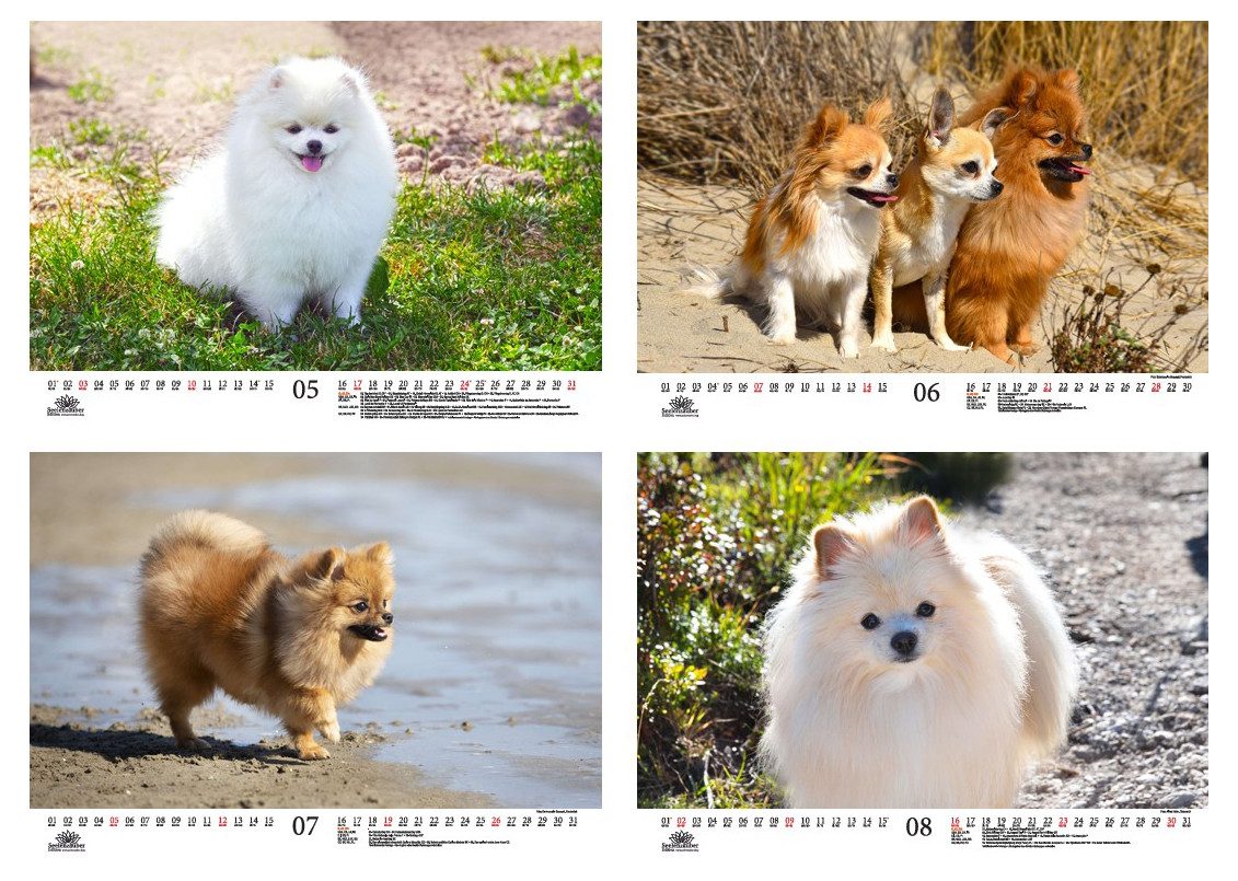 Seelenzauber Wandkalender Hundezauber Spitze DIN A3 Kalender für 2026 Welpen und Hunde