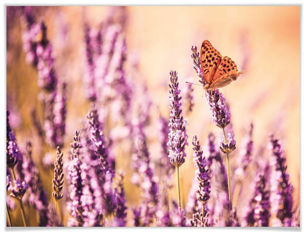 Wall-Art Poster Schmetterling Lavendel, Schmetterlinge (1 St), Poster, Wandbild, Bild, Wandposter