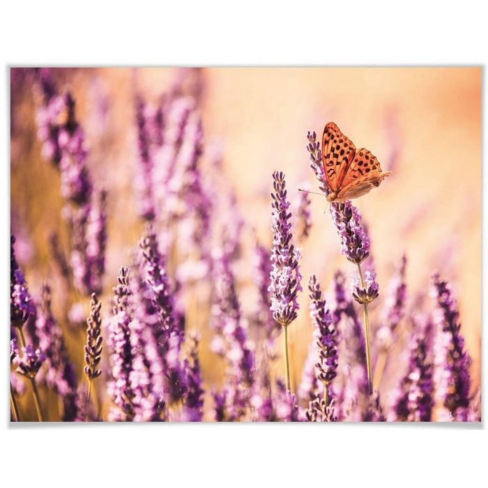 Wall-Art Poster Schmetterling Lavendel Schmetterlinge (1 St) Poster Wandbild Bild Wandposter