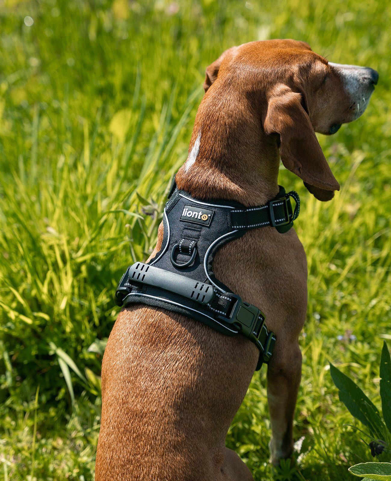 lionto Hunde-Geschirr Anti-Zug, reflektierend & gepolstert, robustes Oxford-Gewebe, verstellbares Y-Geschirr mit Brustring