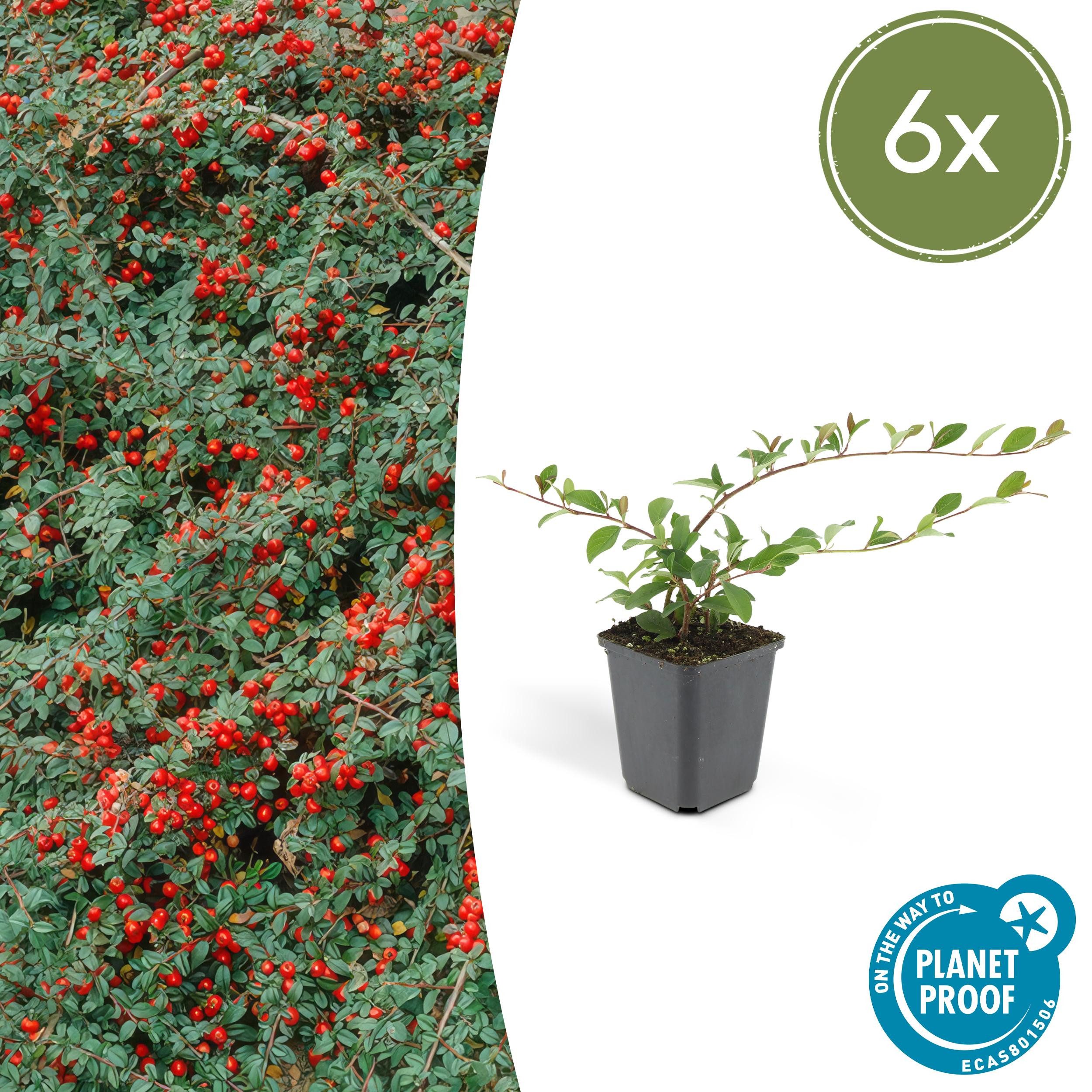 Exotenherz Beetpflanze Bodendecker Cotoneaster dammeri Zwergmispel 9cm Topf Set 6 Pflanzen