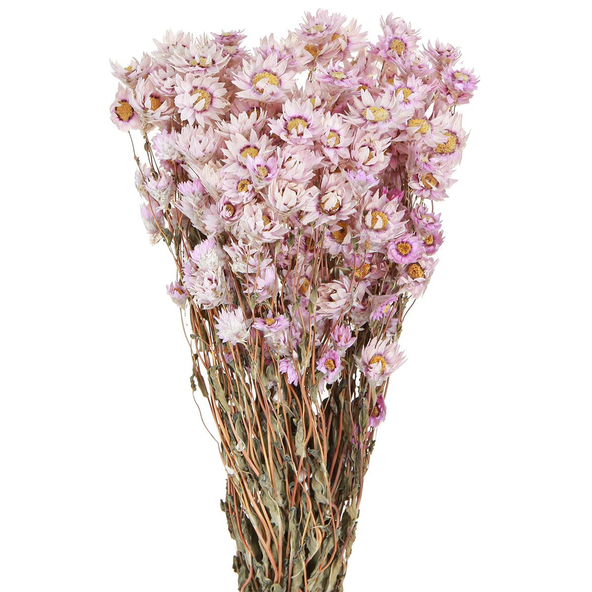 Trockenblume Trockenblumen Kamille Pink 65cm Deko 50g, Florists Products, Höhe 65 cm