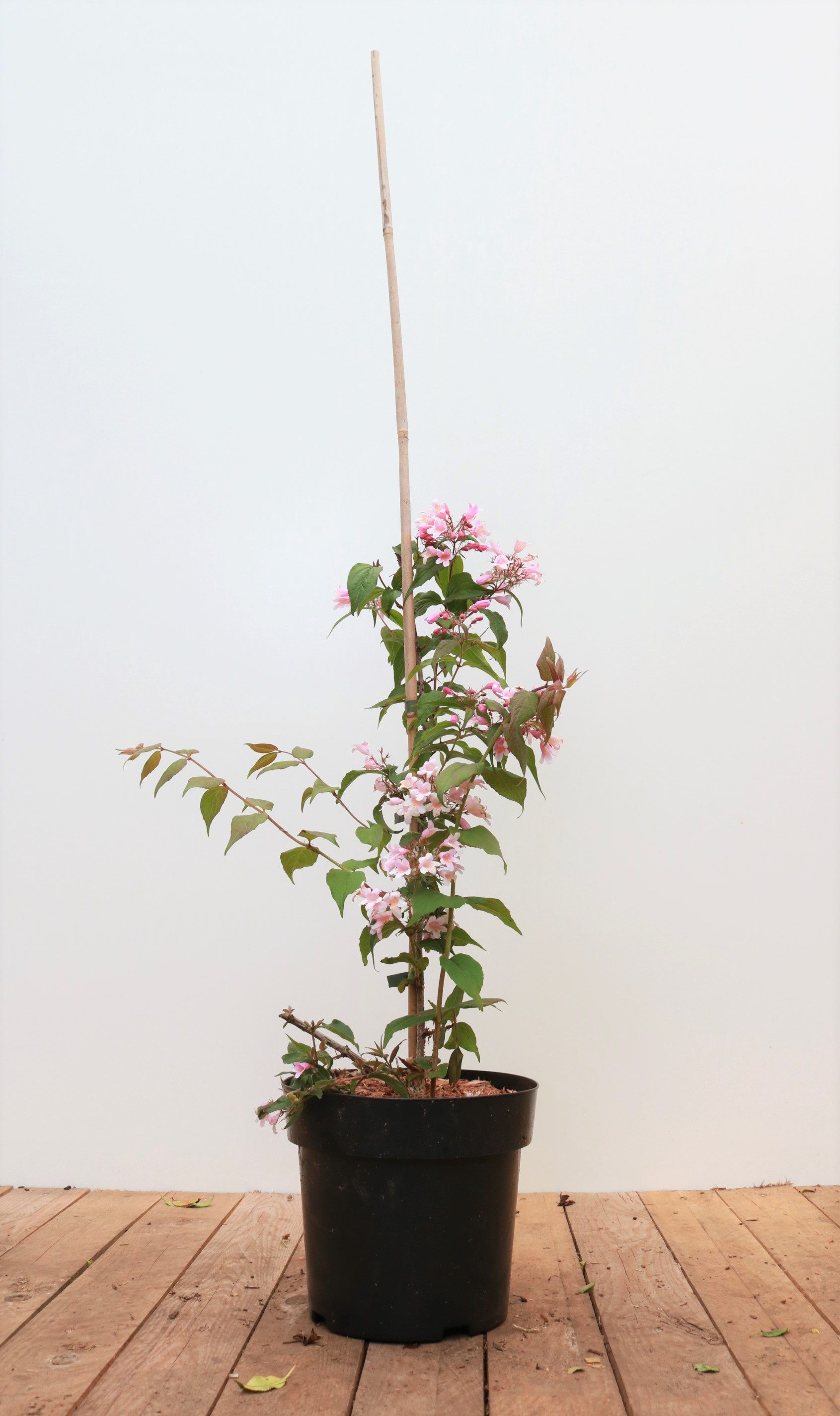 Pflanzen für Dich Gehölze Kolkwitzia amabilis Pink Cloud, 1 St., Kolkwitzie, Perlmuttstrauch