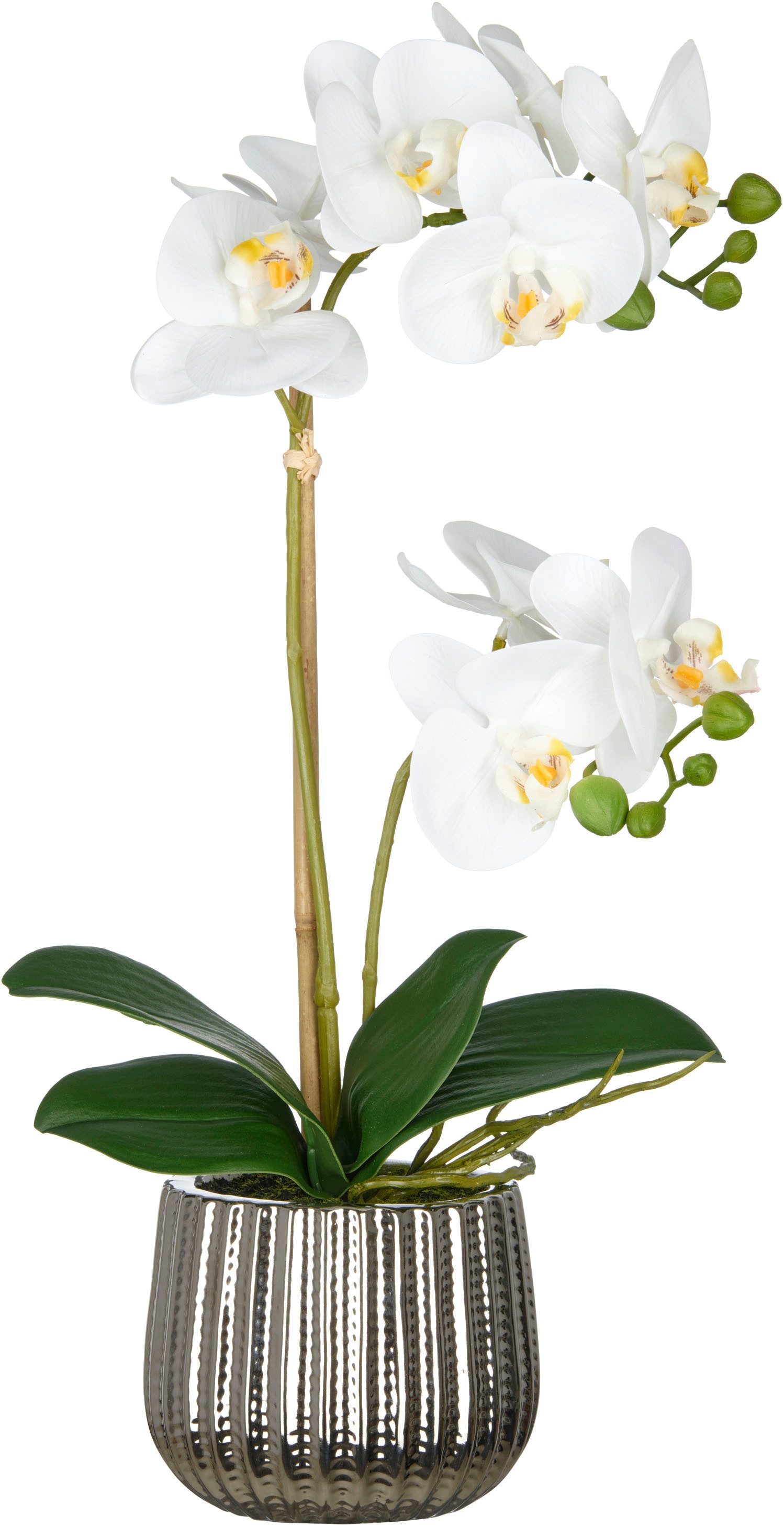 Kunstorchidee Orchidee Phalaenopsis, Creativ green, Höhe günstig online kaufen