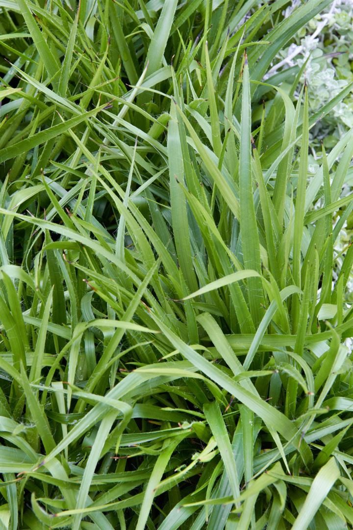 Pflanzen für Dich Трави Luzula sylvatica Tauernpass, 1 St., Waldmarbel, Wald-Hainsimse, immergrün, schattenverträglich