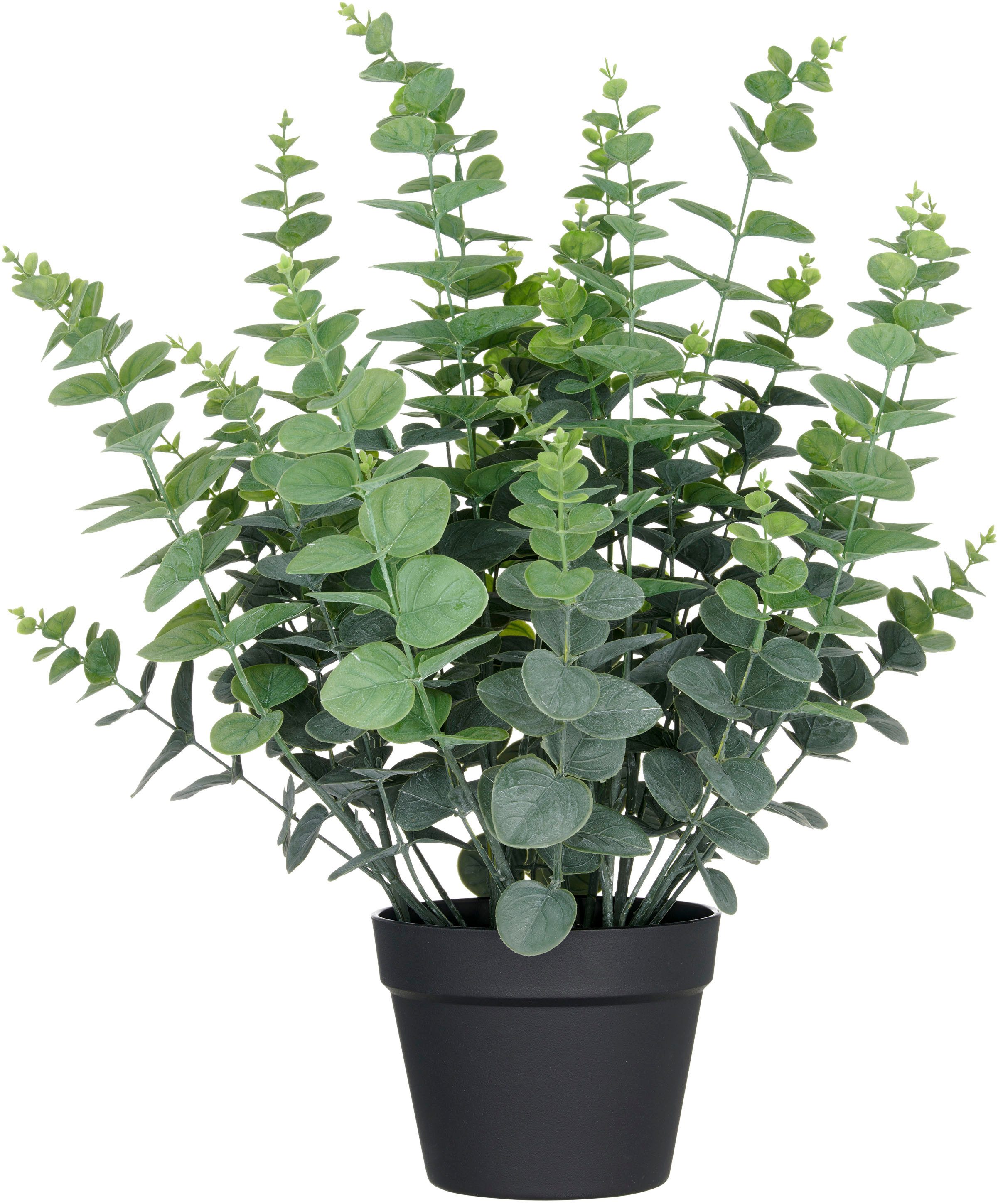 Kunstpflanze Eukalyptus gunnii, Creativ green, Höhe 60 cm, in UV-beständiger Ausführung