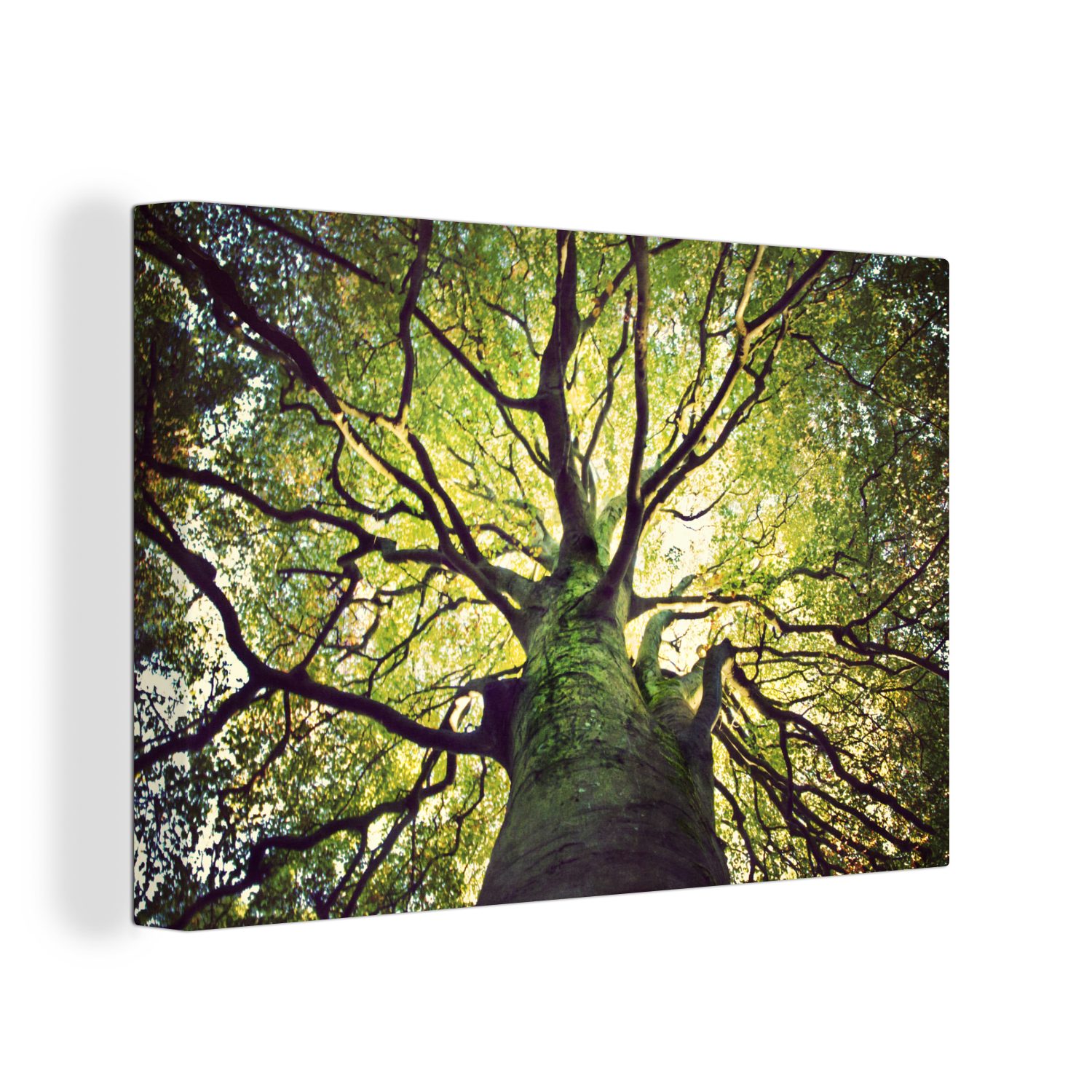 OneMillionCanvasses® Leinwandbild Die Äste voller Blätter der alten Bäume, (1 St), Wandbild Leinwandbilder, Aufhängefertig, Wanddeko, 30x20 cm