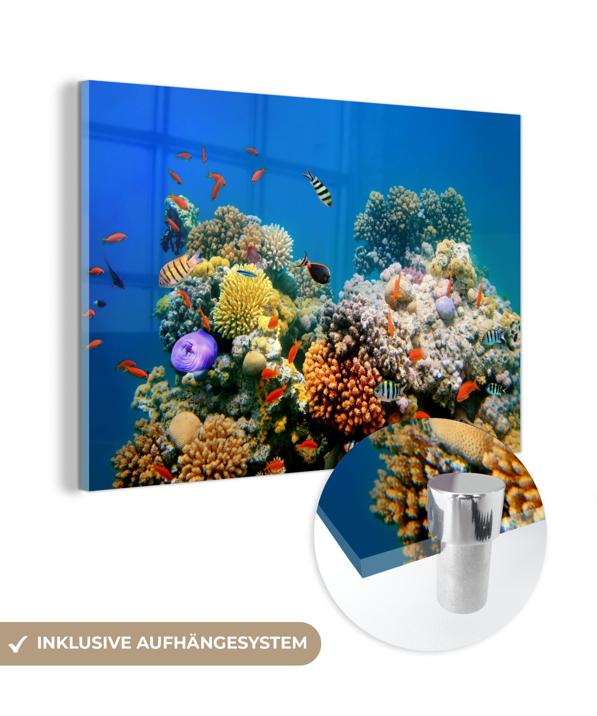 MuchoWow Acrylglasbild Tropisch - Fische - Korallen, (1 St), Acrylglasbilder Wohnzimmer & Schlafzimmer