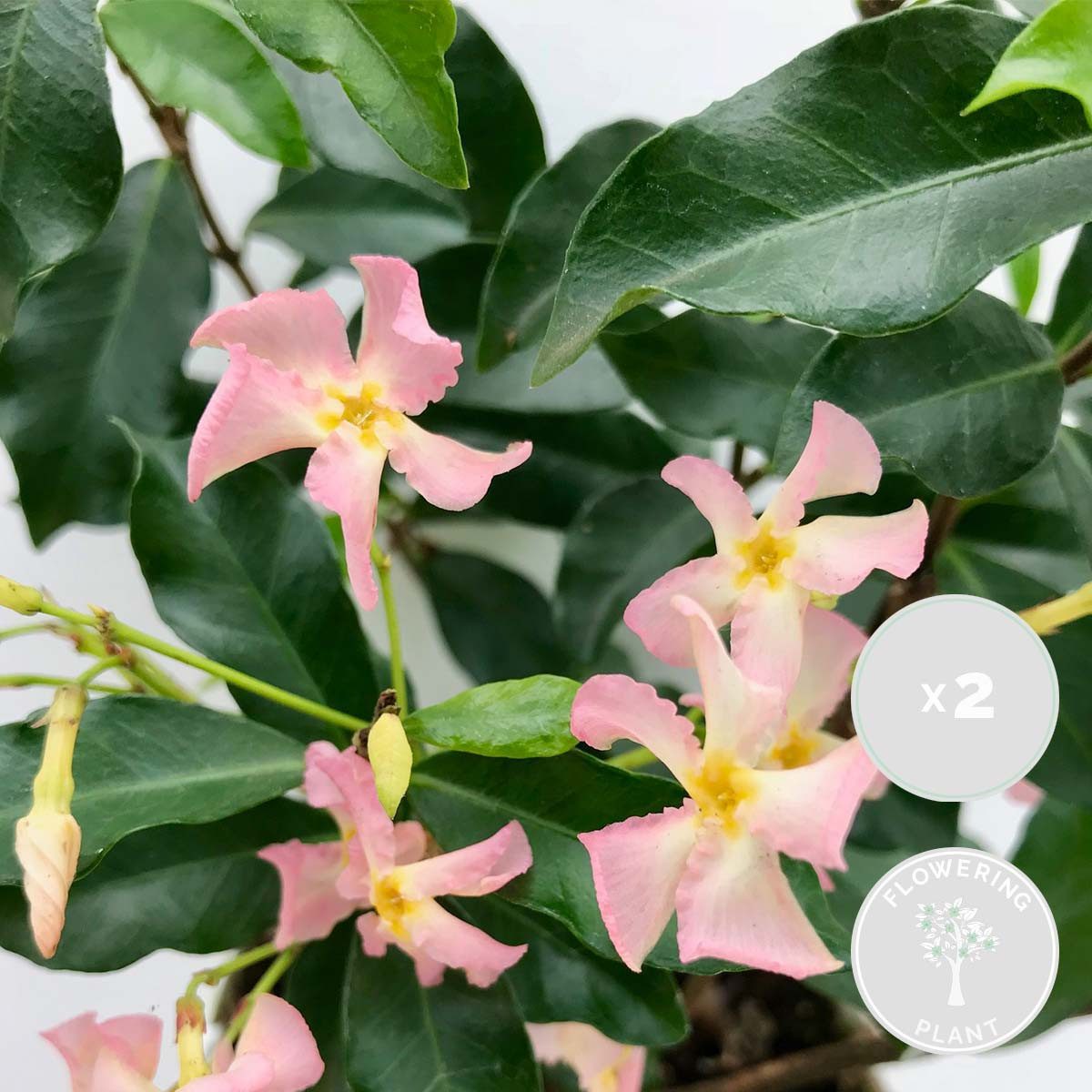 Bloomique Kletterpflanze 2er-Set Trachelospermum Jasminoides Pink Showers, 50-70 cm, 2 St.