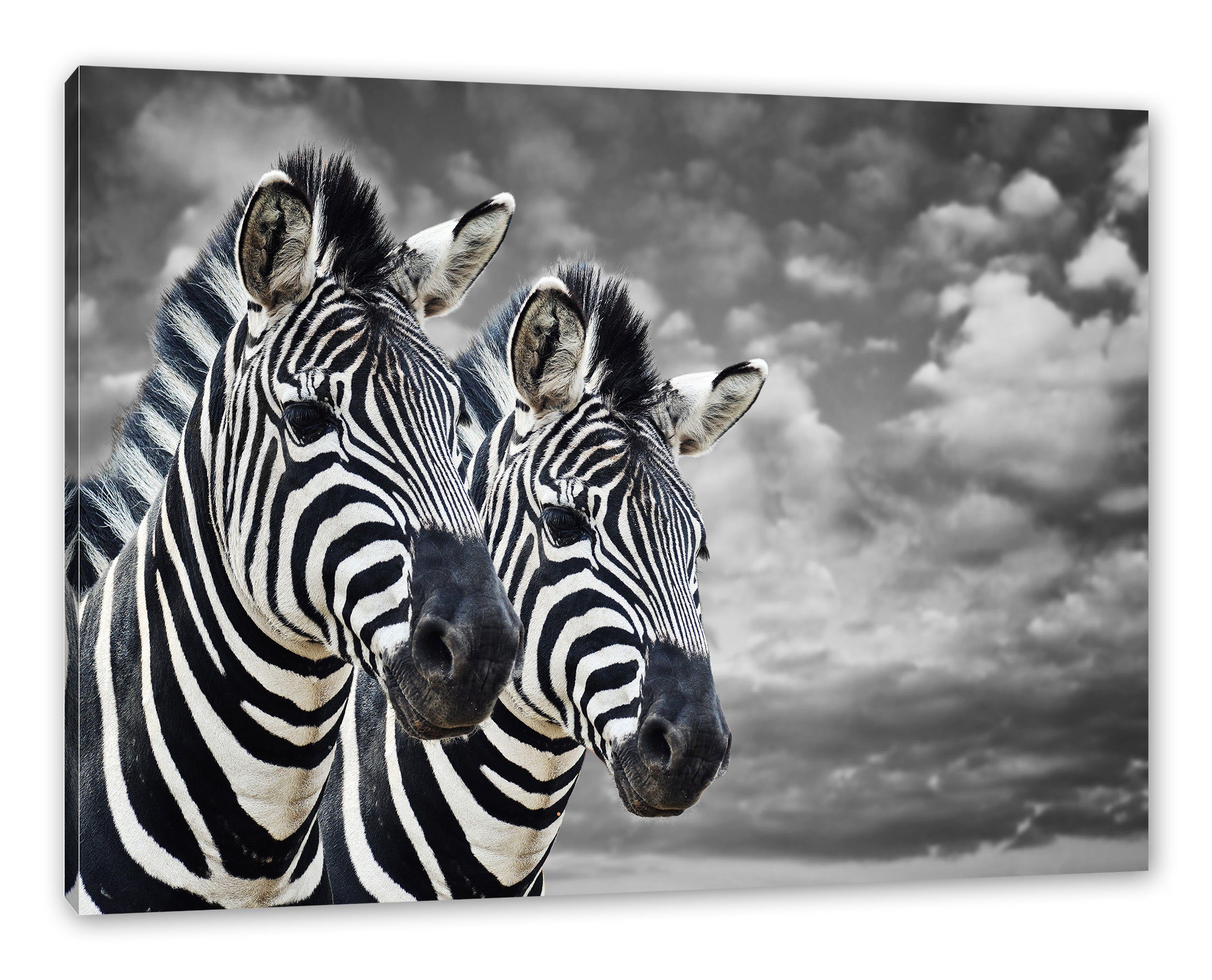 Pixxprint Leinwandbild zwei Zebras, zwei Zebras (1 St), Leinwandbild fertig bespannt, inkl. Zackenaufhänger