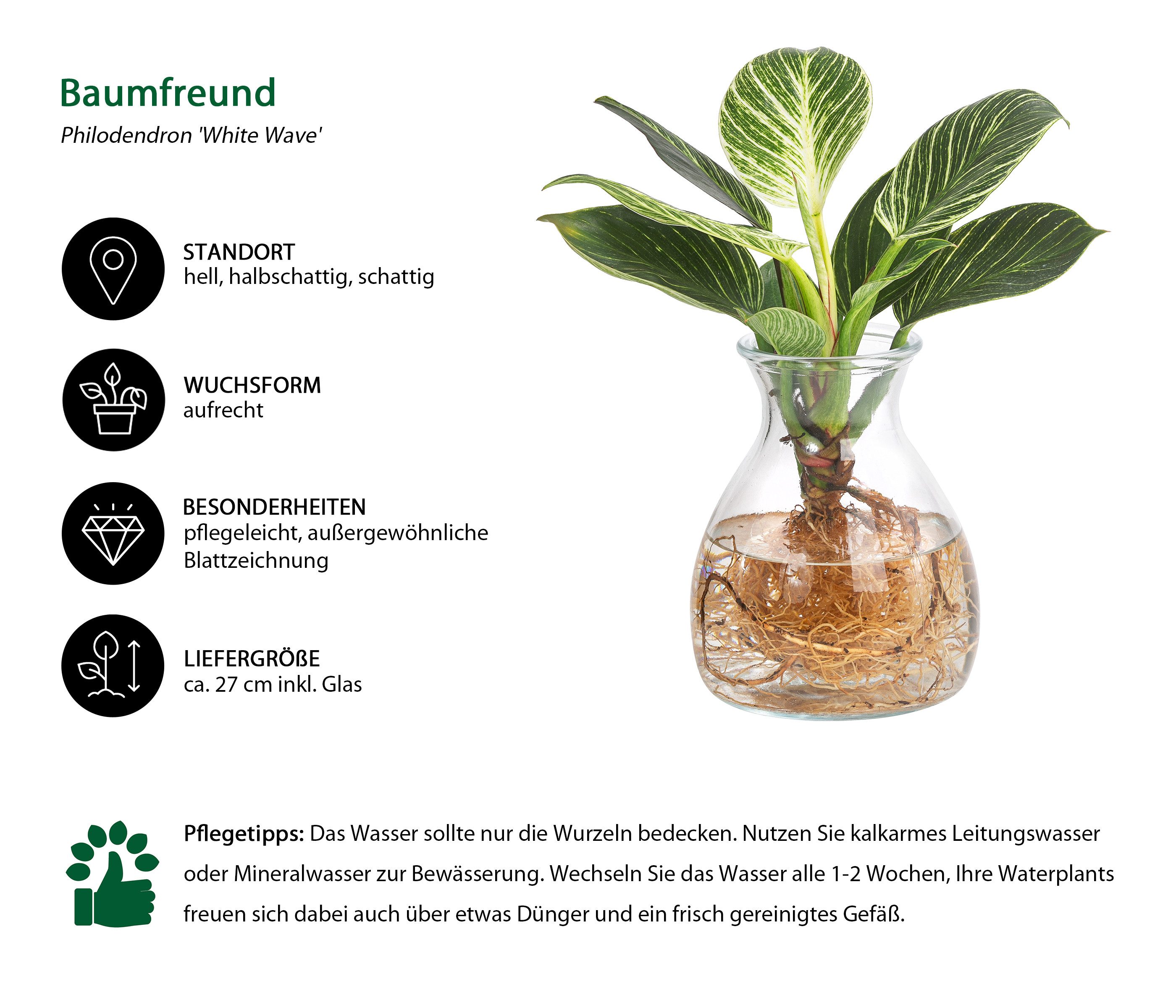 Dehner Zimmerpflanze Waterplant Kingston, Philodendron, im Glas, Philodendr günstig online kaufen