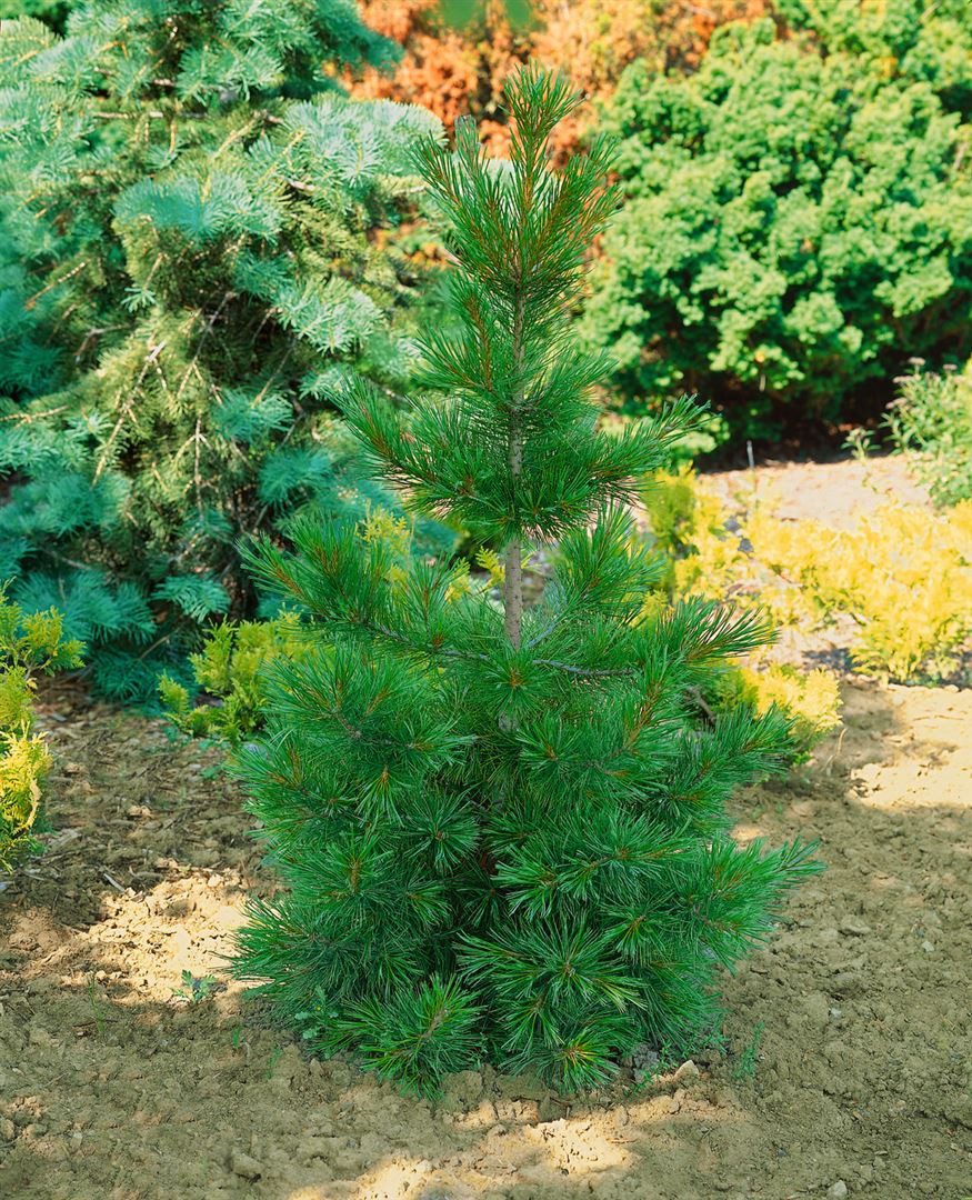 Pflanzen für Dich Konifere Pinus jeffreyi, 1 St., Jeffrey-Kiefer, harzreich, windresistent