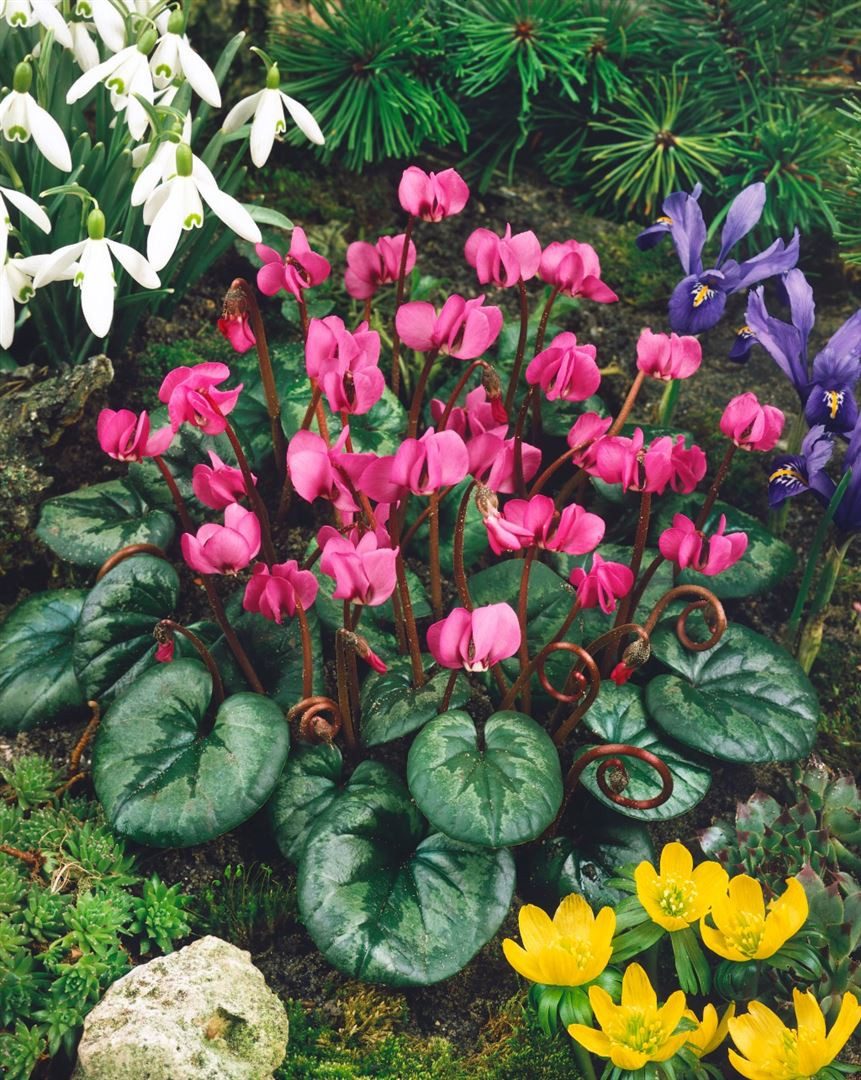 Pflanzen für Dich Staude Cyclamen coum, 1 St., Vorfrühlings-Alpenveilchen, Rundblättriges Alpenveilchen