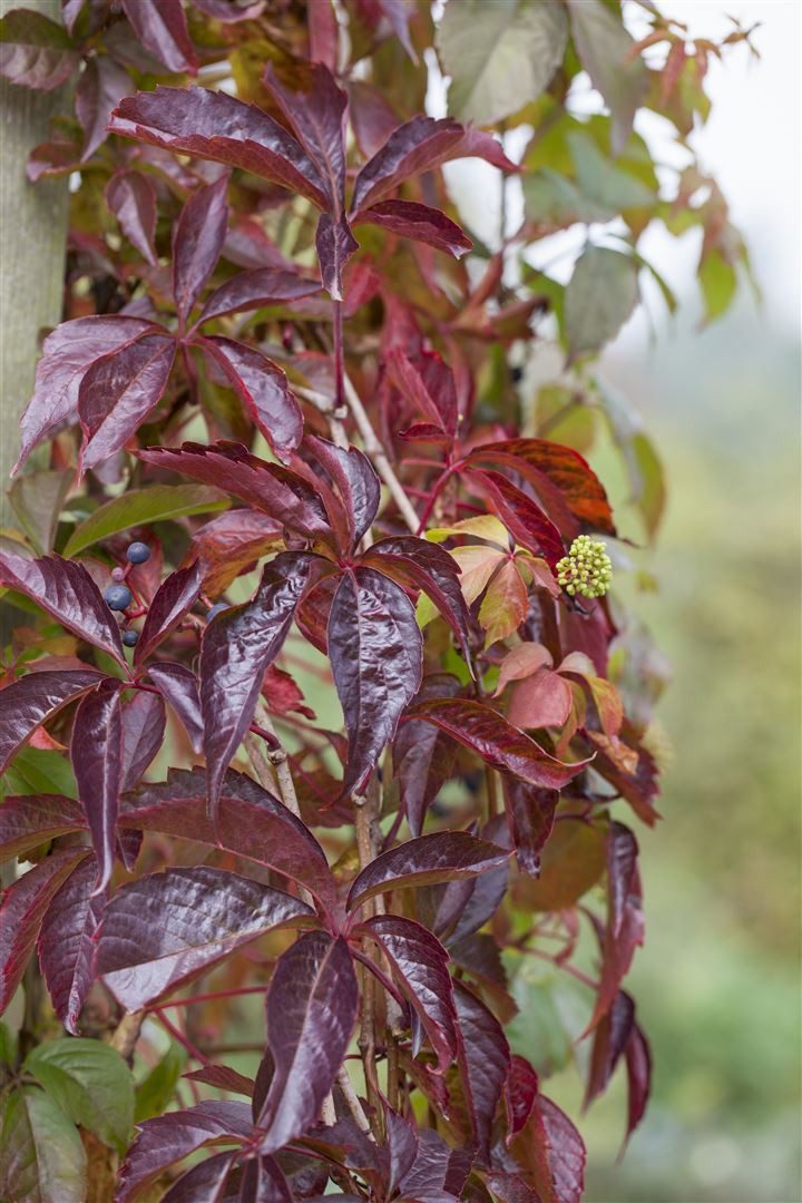 Pflanzen für Dich Kletterpflanze Parthenocissus quinquefolia, 1 St., Wilder Wein, Fünfblättrige Jungfernrebe, Selbstklimmende Jungfernrebe, rote Blätter, schnellwachsend