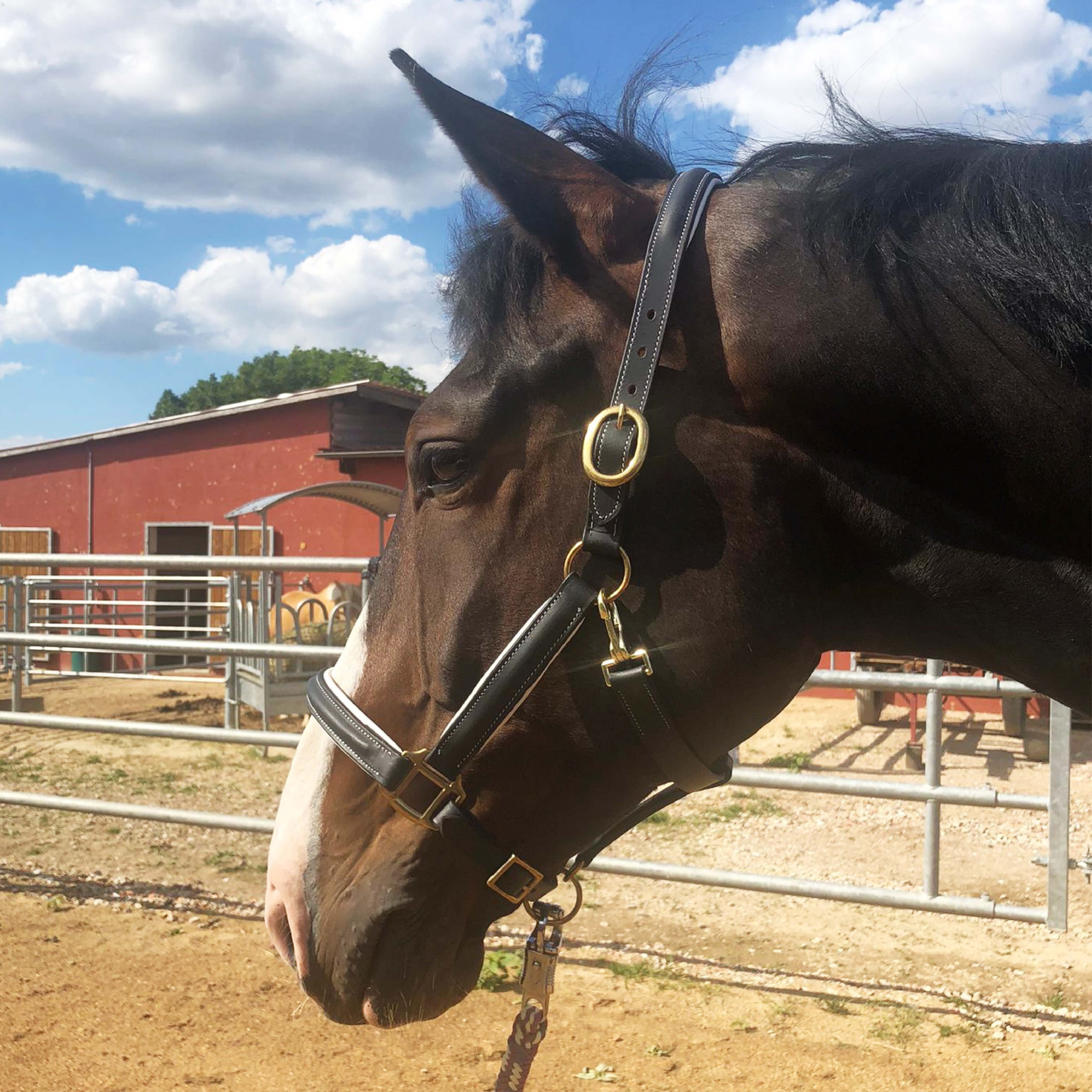 Lederhalfter Lederhalfter Halfter Pferd Stallhalfter Pony Warmblut Cob, Kaltblut