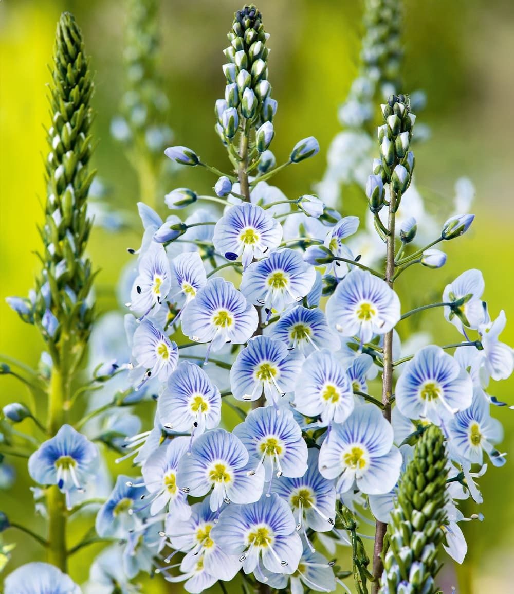 BALDUR Garten Staude Enzian-Ehrenpreis, 6 St., Bienenfreundlich, duftend, bienenfreundlich, pflegeleicht