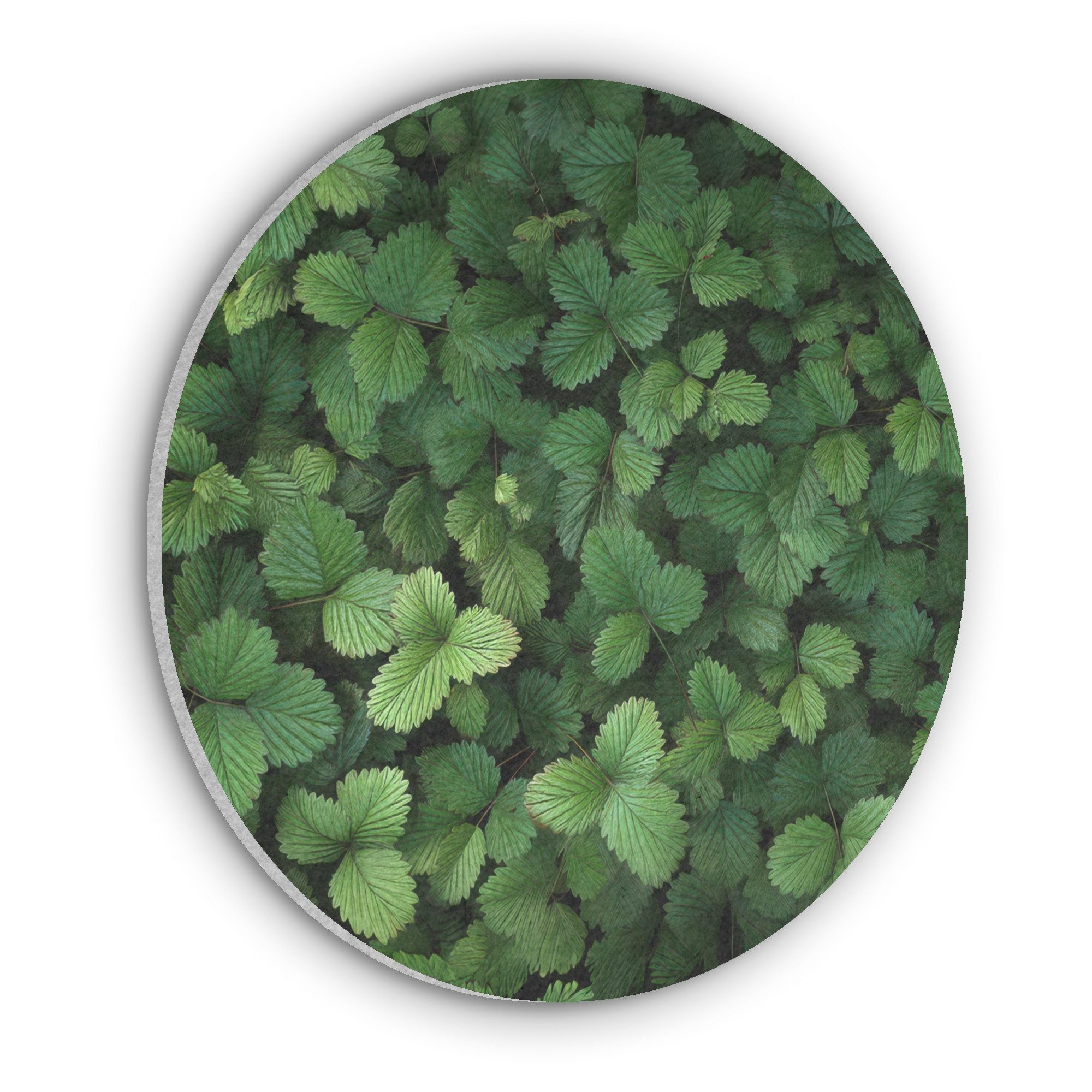 MuchoWow Gemälde Grün - Blatt - Gezackt - Sonnenlicht, Fotodruck (1 St), Akustikpaneele rund, Schalldämmung, Akustikbilder 30x30 cm