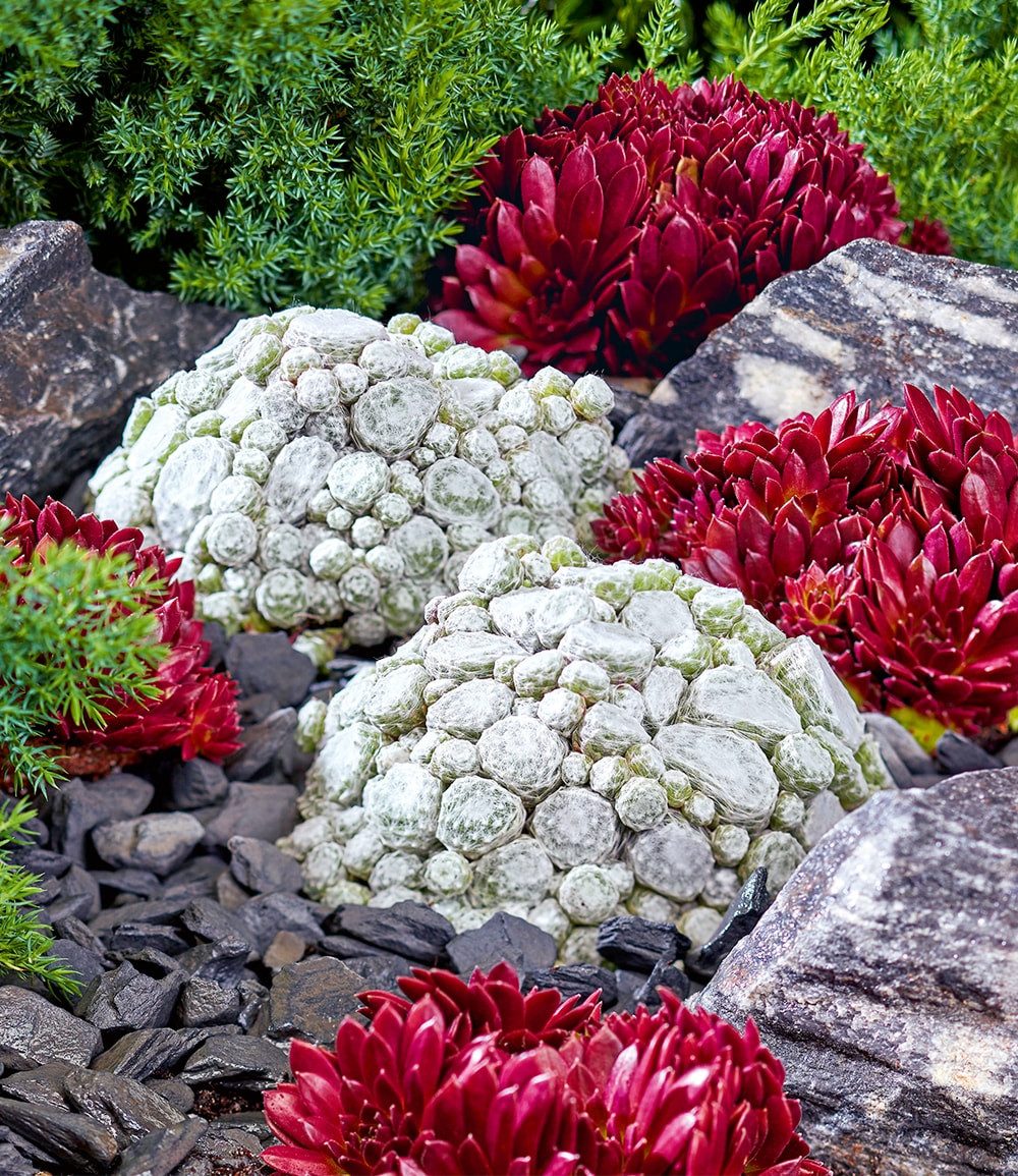 BALDUR Garten Bodendecker Sempervivum 'Arctic White® & Coral Red®', 2 St., Trockenresistent, genügsam,winterhart, mehrjährig