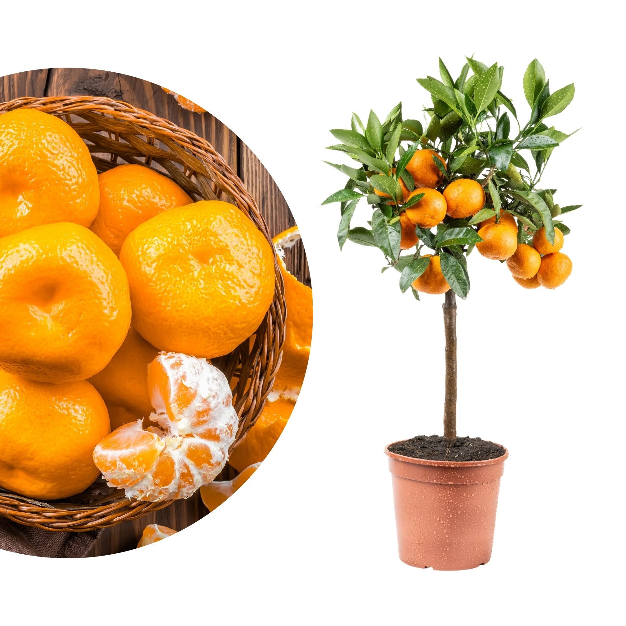 Meine Orangerie Obstpflanze Satsuma-Mandarinenbaum - Citrus unshiu, echte S günstig online kaufen