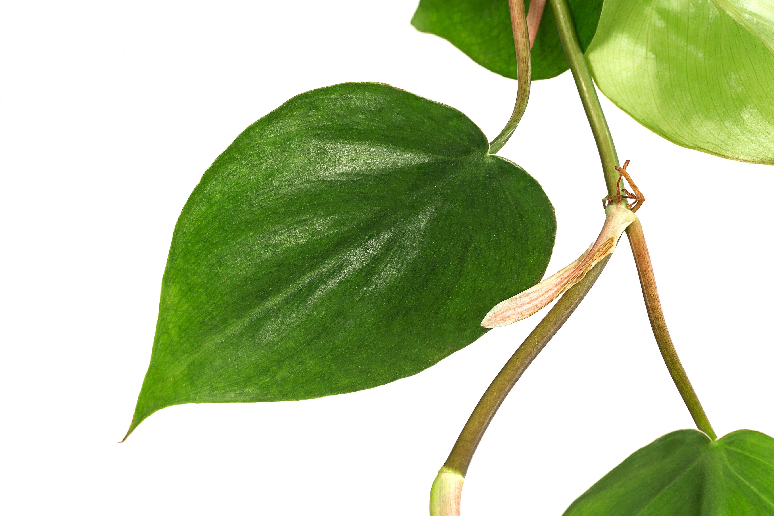 Dehner Zimmerpflanze Baumfreund, Philodendron scandens, in Hydrokultur, ink günstig online kaufen