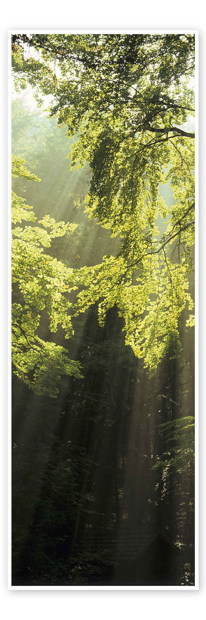 Posterlounge Poster Markus Lange, Sonnenstrahlen im Wald, Fotografie
