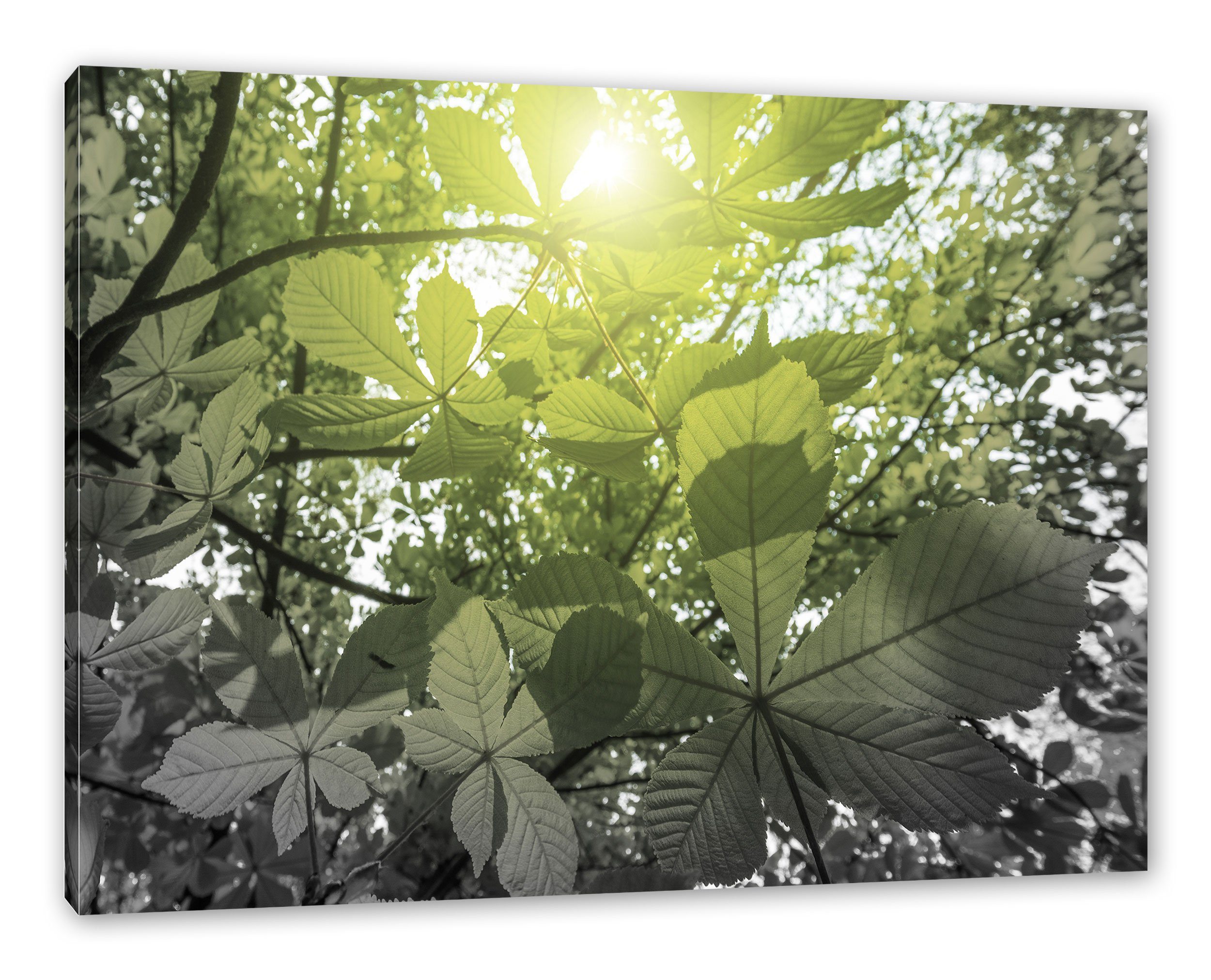 (1 Leinwandbild inkl. Kastanienblätter Zackenaufhänger bespannt, Grüne Pixxprint St), Leinwandbild Grüne Kastanienblätter, fertig
