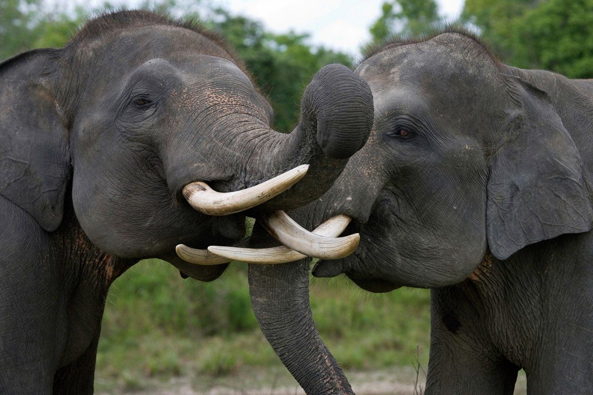 Papermoon Fototapete Elefanten spielen