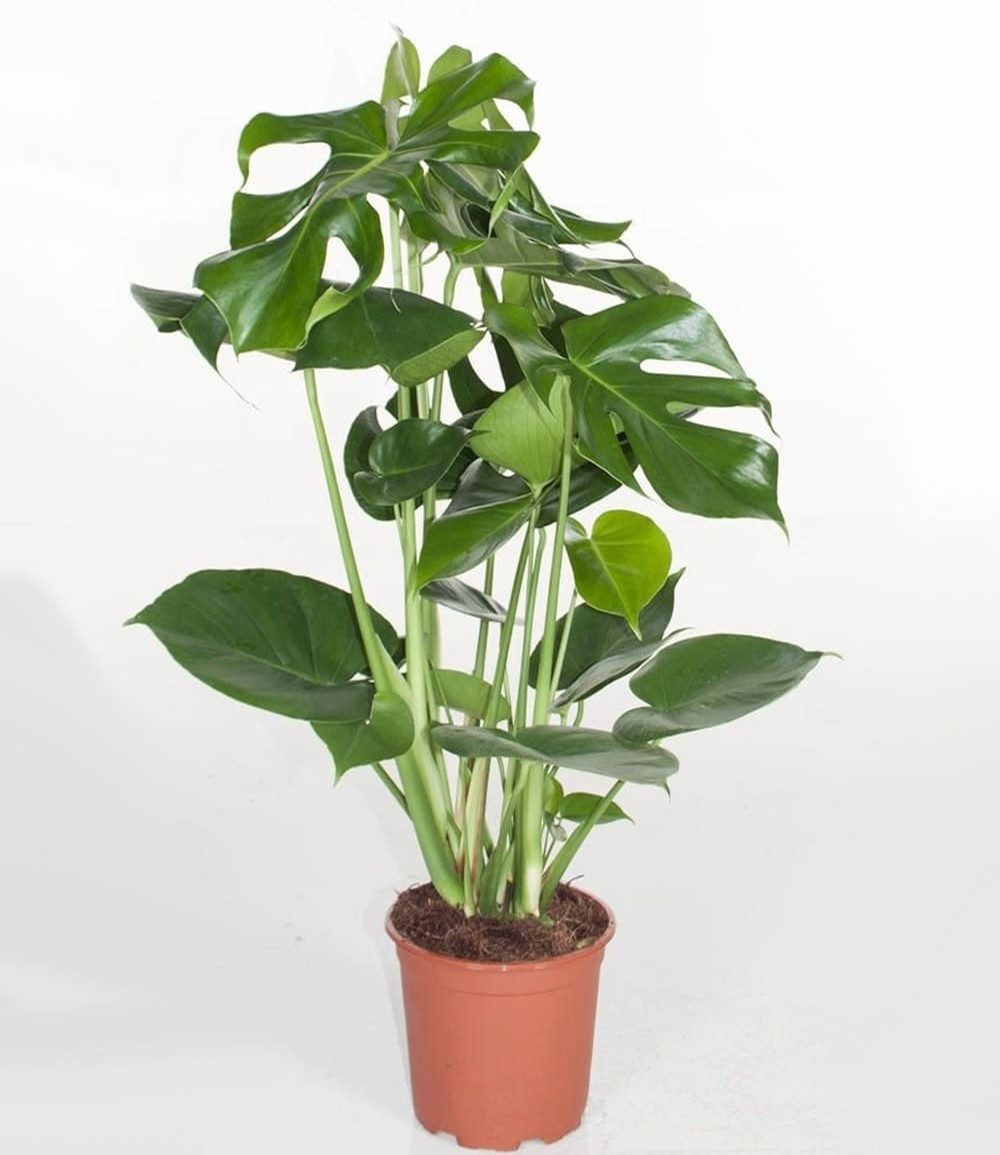 BALDUR Garten Zimmerpflanze Monstera - Fensterblatt ca. 60-70 cm hoch, im 19 cm Topf, 1 St., Zierpflanze, pflegeleicht – Bild 2 von 2
