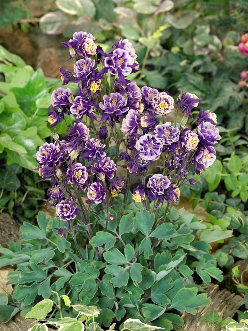 Pflanzen für Dich Staude Aquilegia vul. Winky Blau-Weiß, 1 St., Gewöhnliche Akelei, Akelei