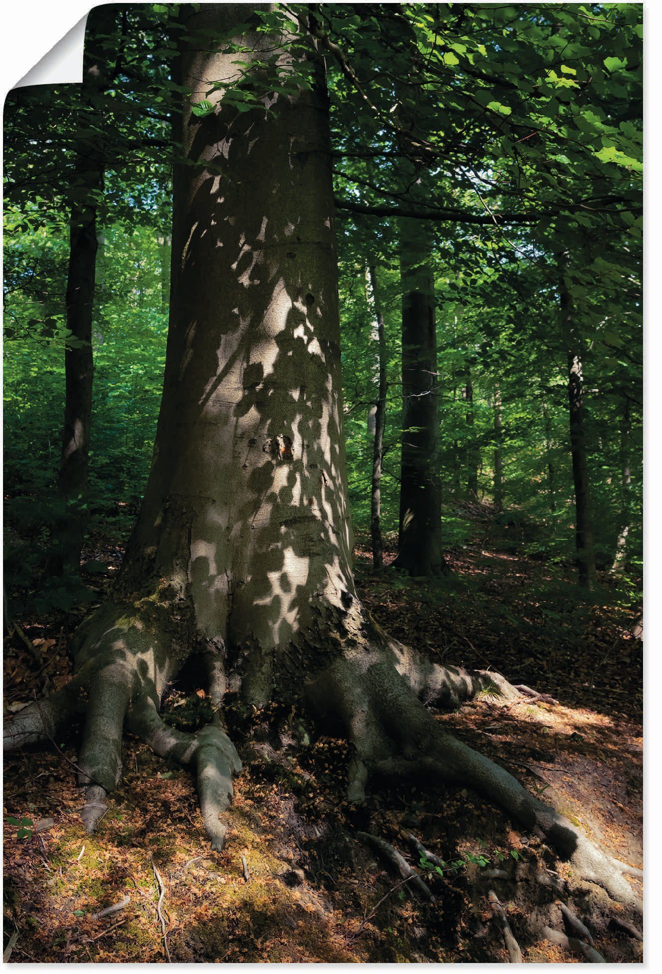 Alubild, Artland Größen als Leinwandbild, Baumbilder Waldimpression, St), Poster Wandbild versch. Wandaufkleber in (1 oder