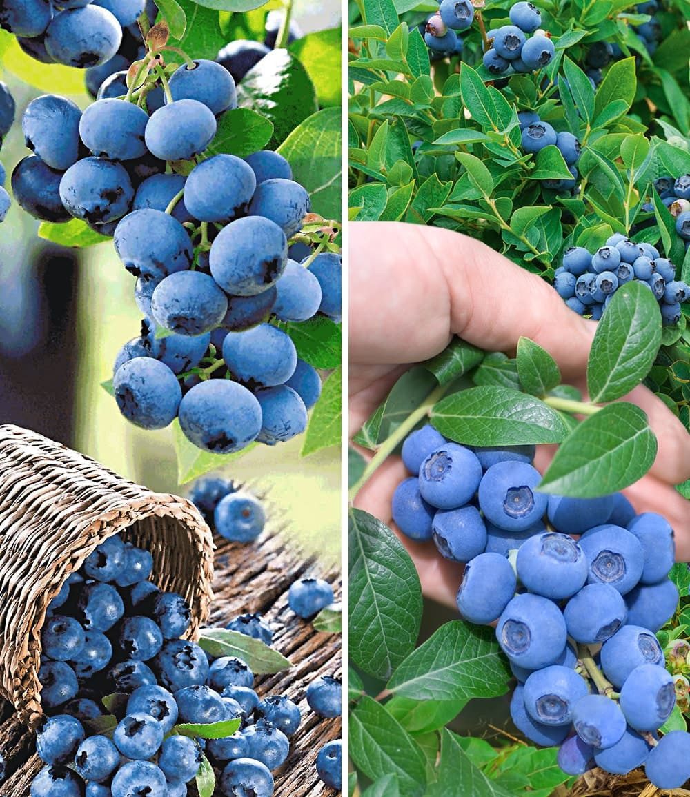 BALDUR Garten Obstpflanze Heidelbeer-Sortiment zum Vorteilspreis, 2 St., Trauben-heidelbeere,winterhart, mehrjährig