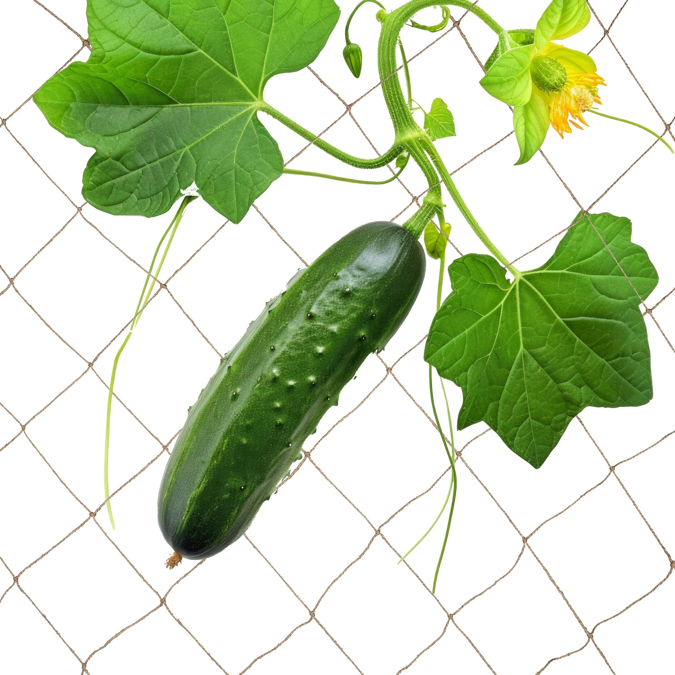 Spalier Ranknetz Jute
