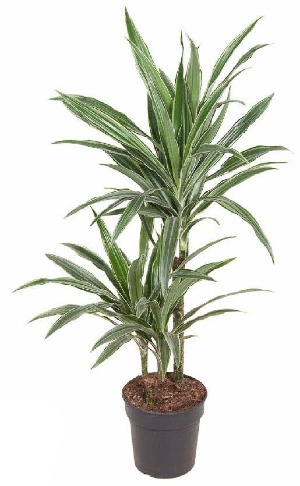 meinvipshop Zimmerpflanze Drachenbaum XXL 100cm Zimmerpflanze