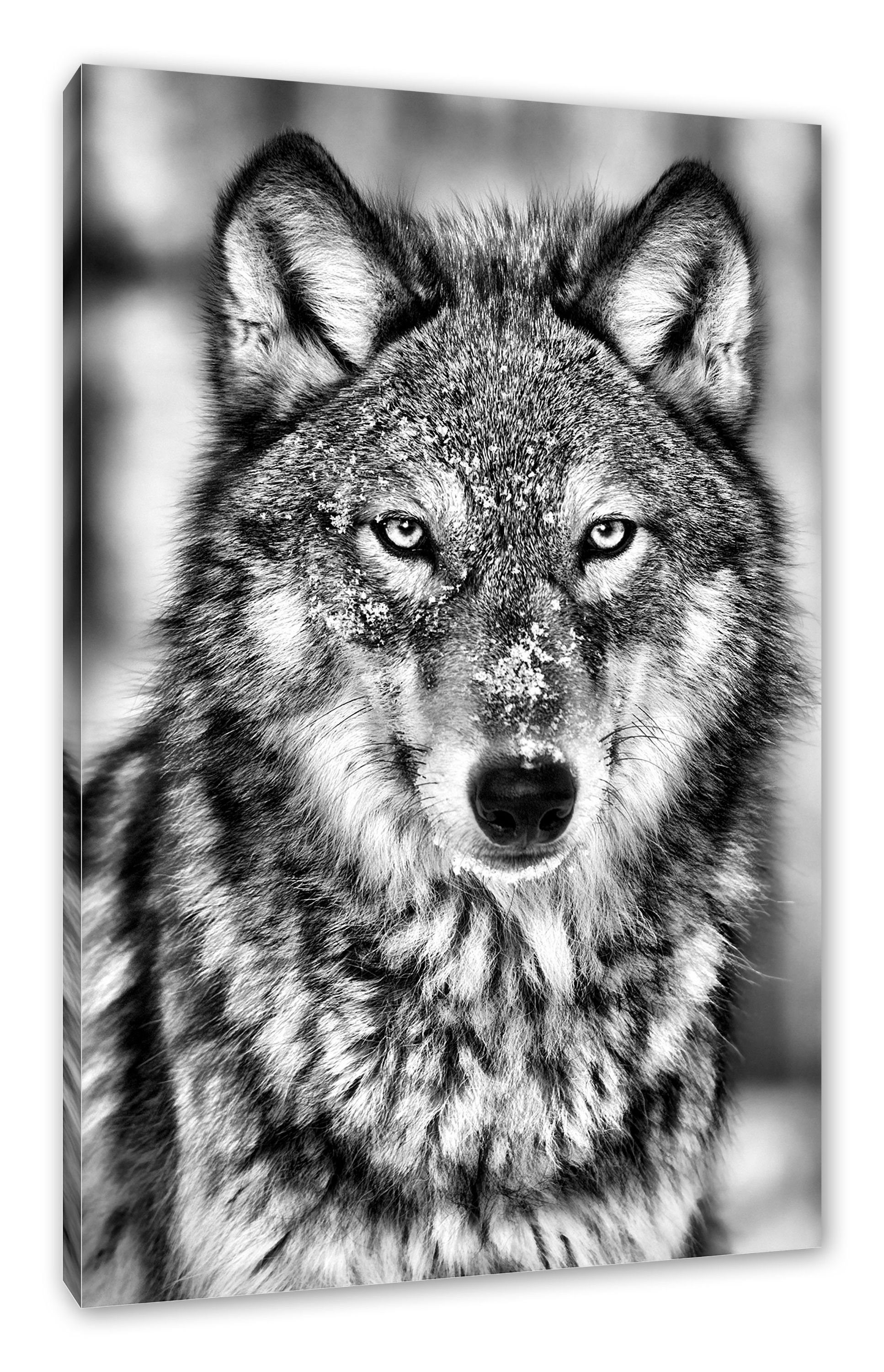 Leinwandbild St), Wachsamer fertig Wolf (1 Pixxprint Wolf, inkl. Zackenaufhänger Leinwandbild bespannt, Wachsamer